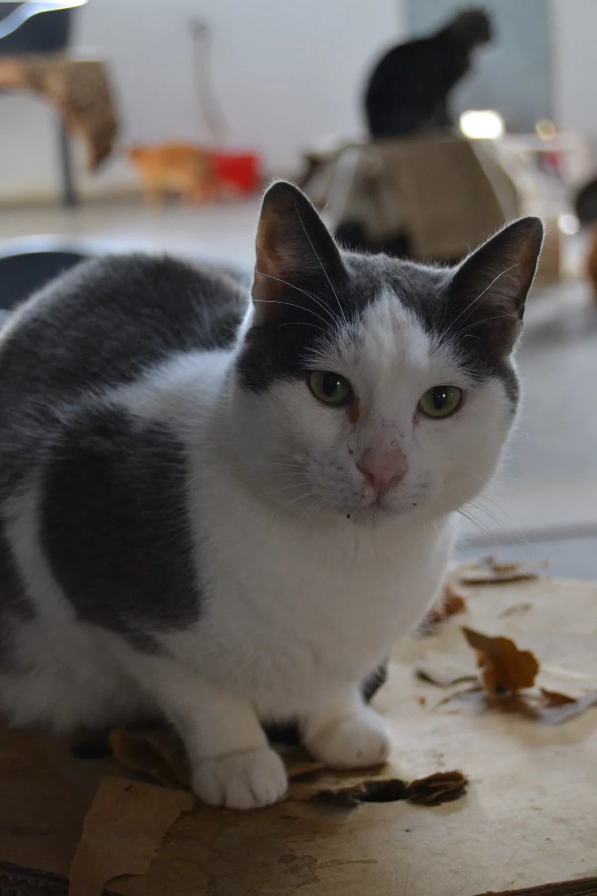 Manchas, male Mixed Breed for adoption at Proyecto Gato