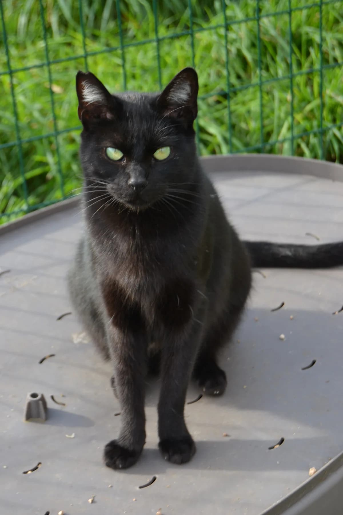 Noche, male Mixed Breed for adoption at Proyecto Gato