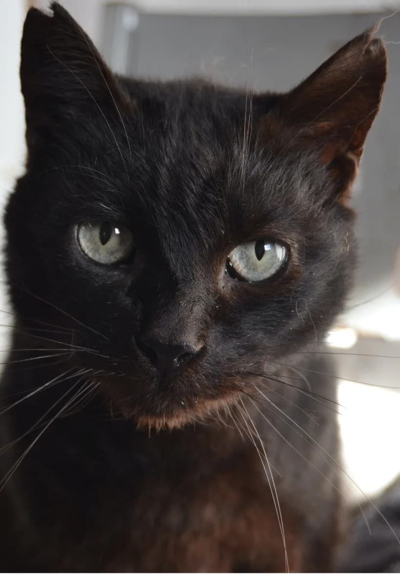 Remigio, male Mixed Breed for adoption at Proyecto Gato