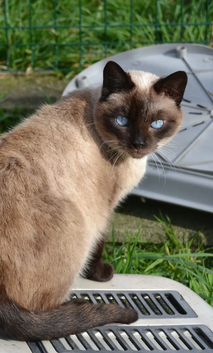 Silva, female Mixed Breed for adoption at Proyecto Gato