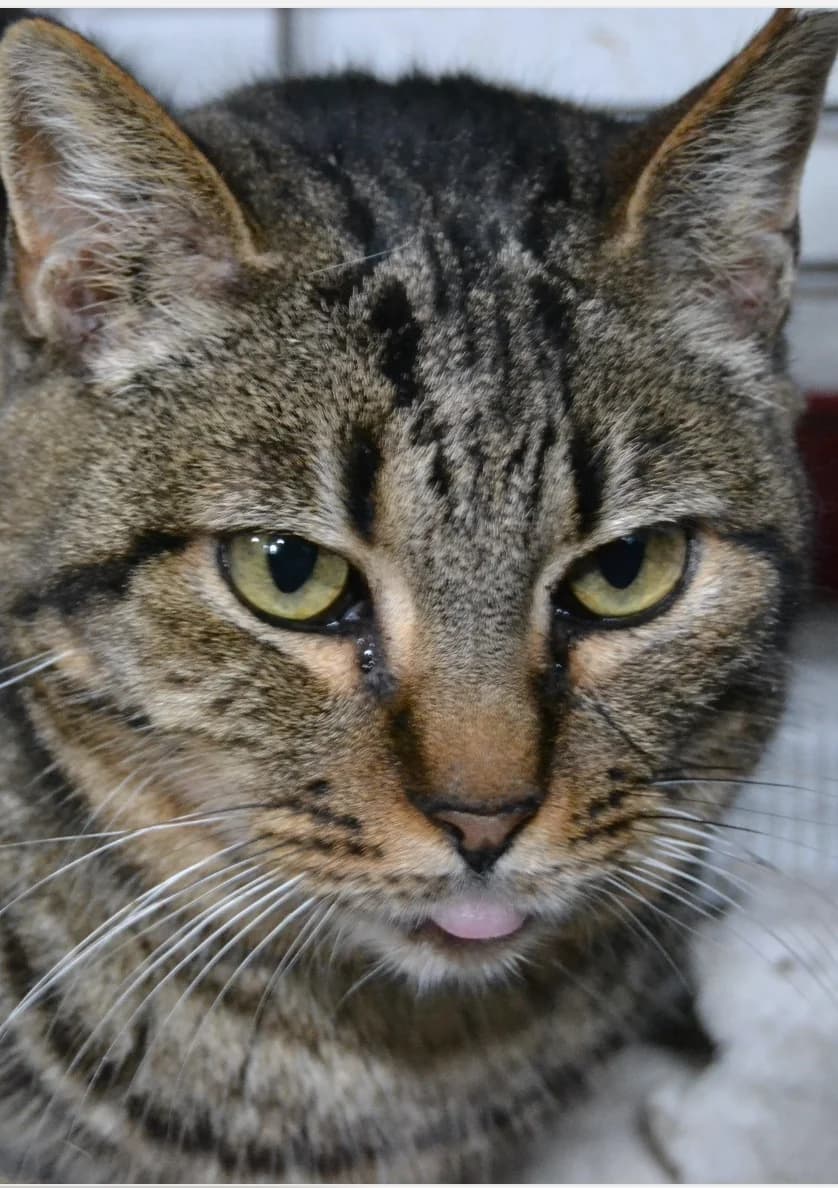 Tara, female Mixed Breed for adoption at Proyecto Gato