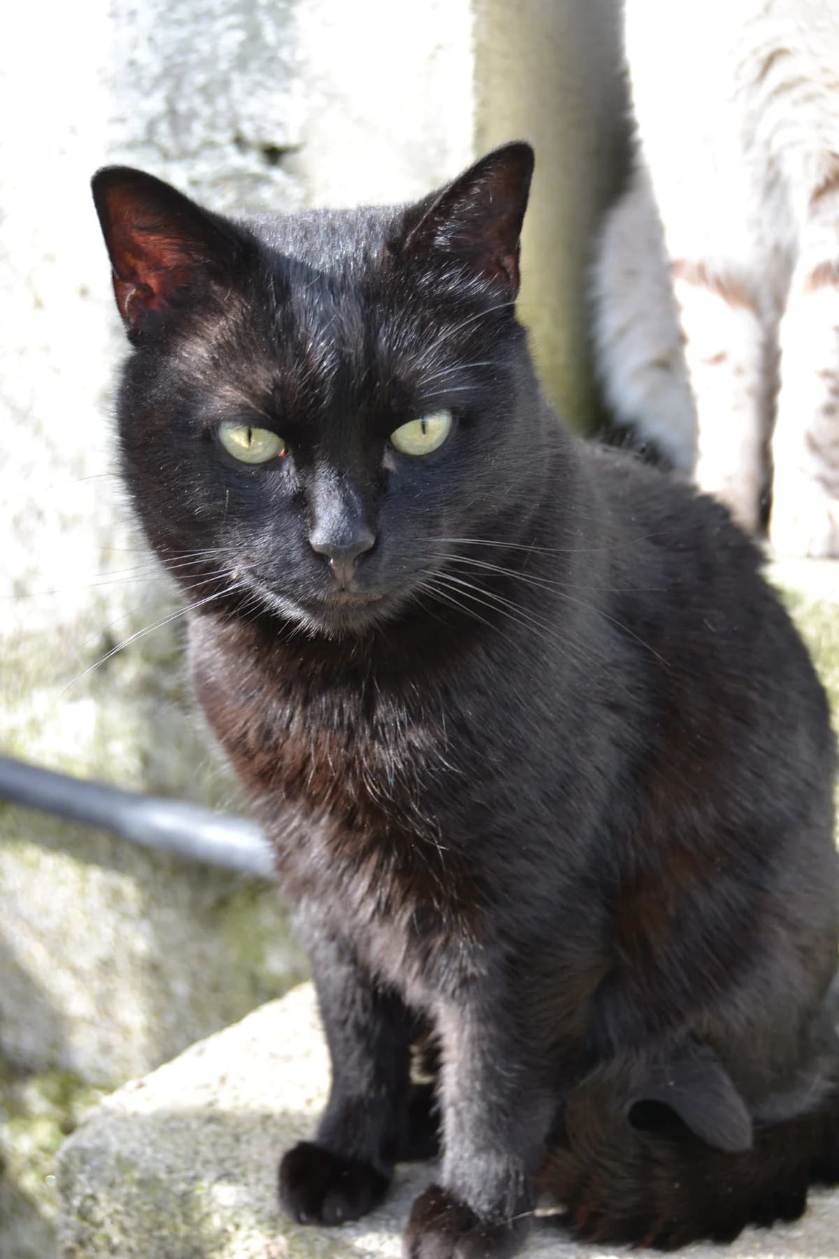 Toxo, male Mixed Breed for adoption at Proyecto Gato