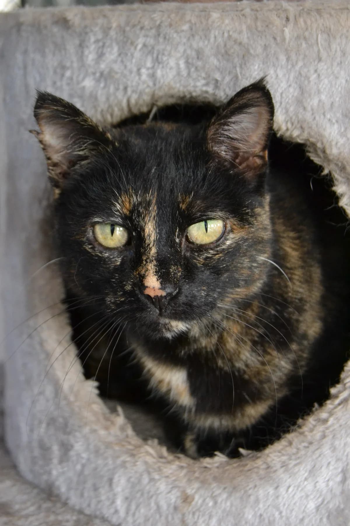 Lola, female Mixed Breed for adoption at Proyecto Gato