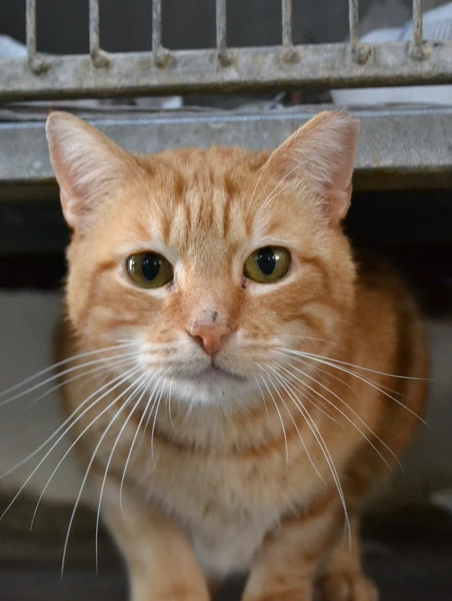 Ruso, male Mixed Breed for adoption at Proyecto Gato