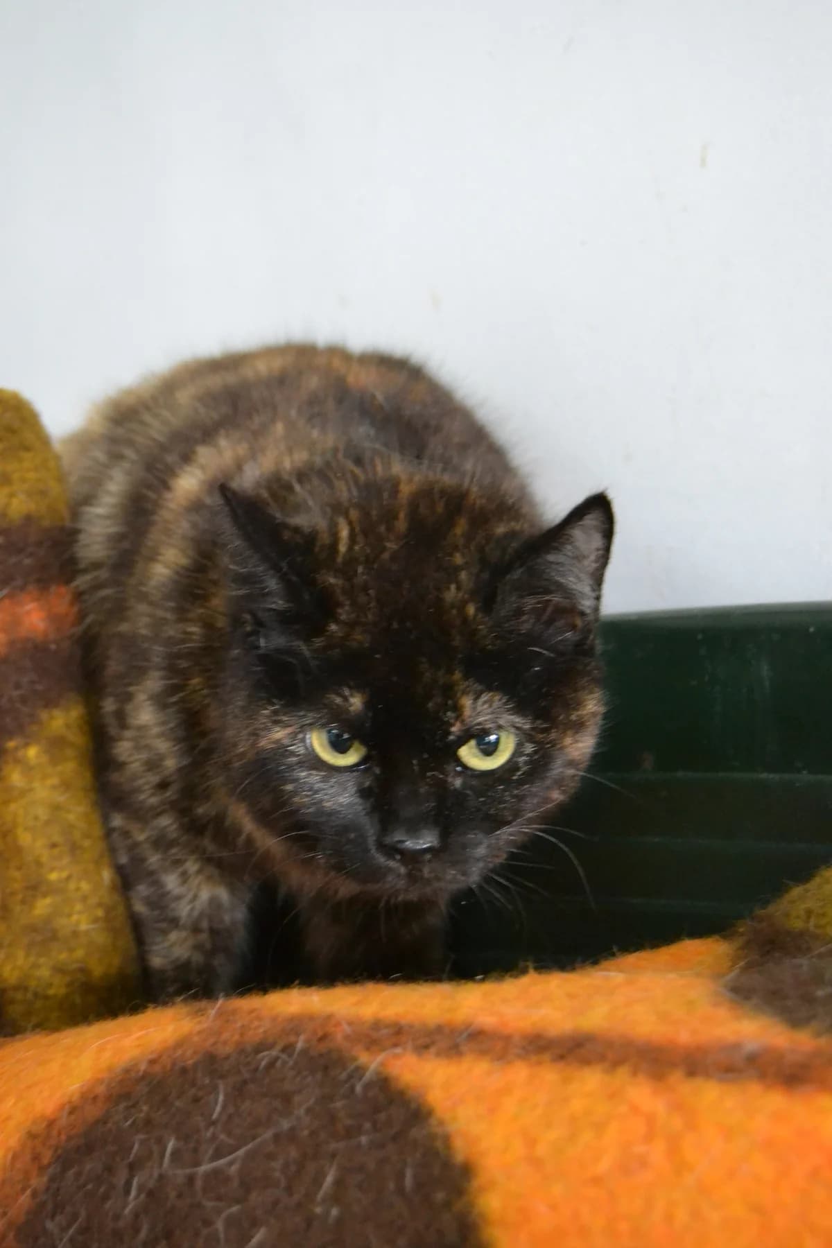 Kareli, female Mixed Breed for adoption at Proyecto Gato