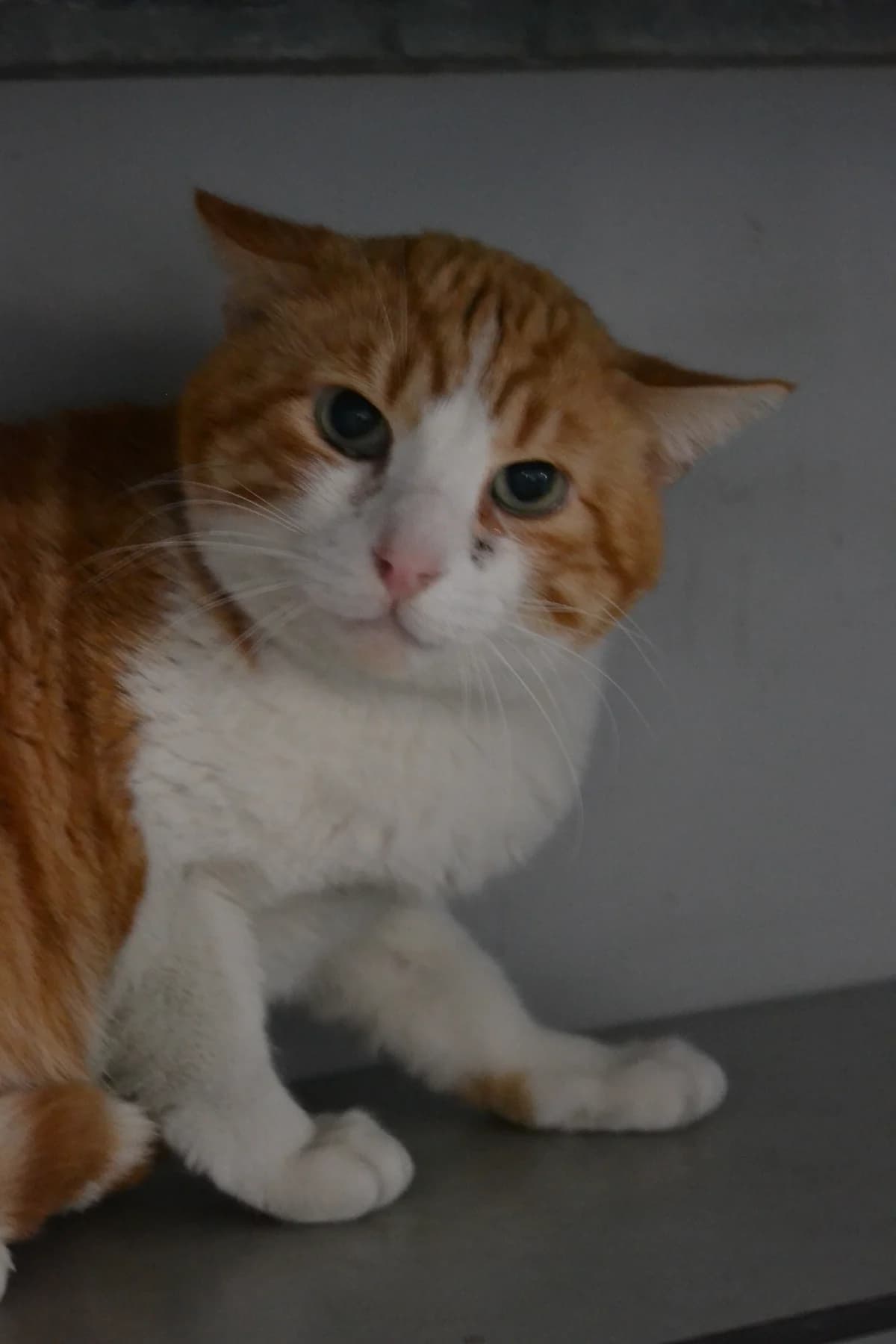 Feijoo, male Mixed Breed for adoption at Proyecto Gato