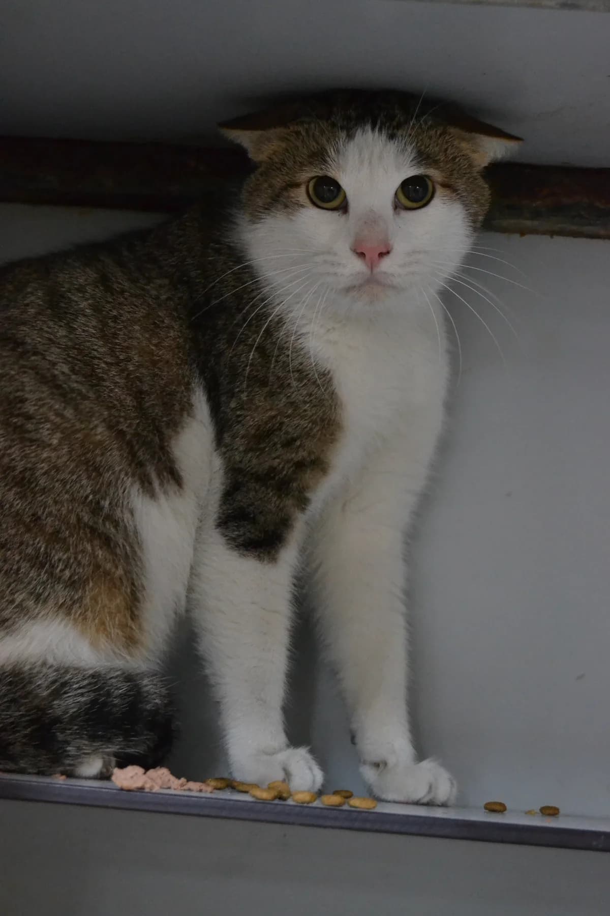 Marco Aurelio, male Mixed Breed for adoption at Proyecto Gato
