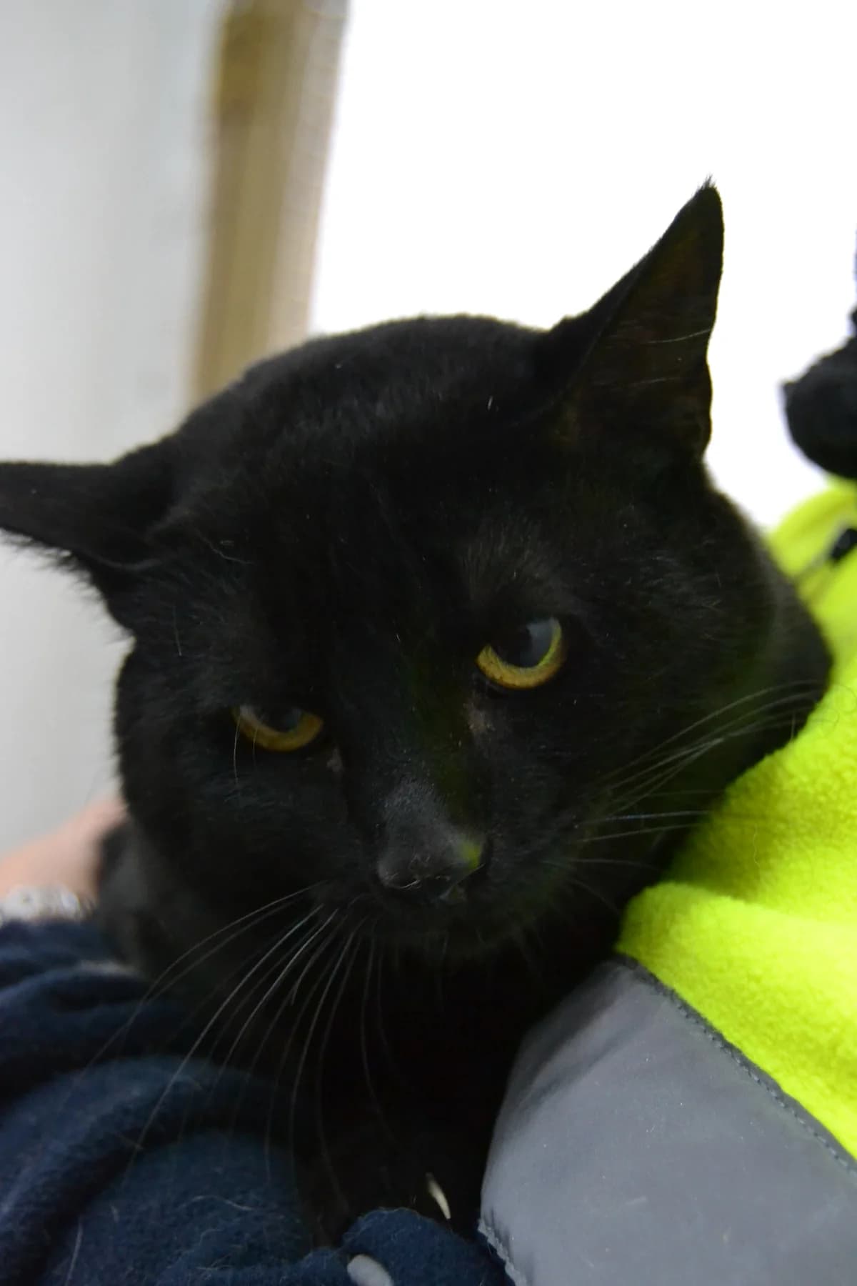 Coco, male Mixed Breed for adoption at Proyecto Gato