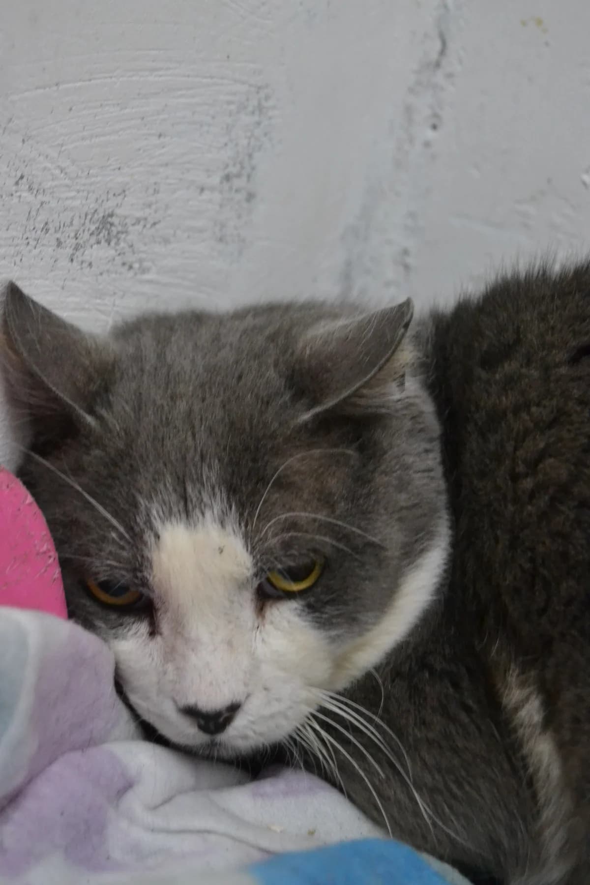 Silver, male Mixed Breed for adoption at Proyecto Gato