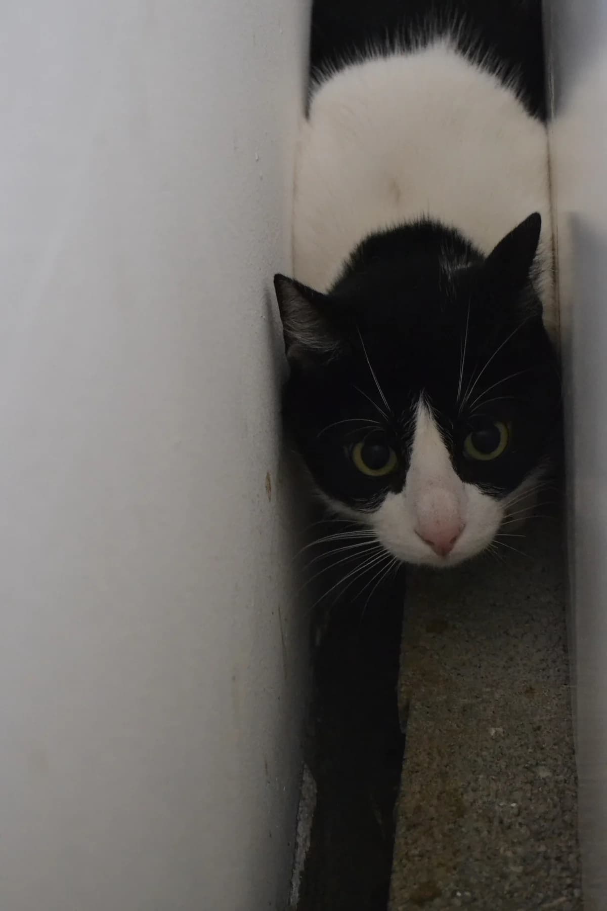 Zarpa, male Mixed Breed for adoption at Proyecto Gato