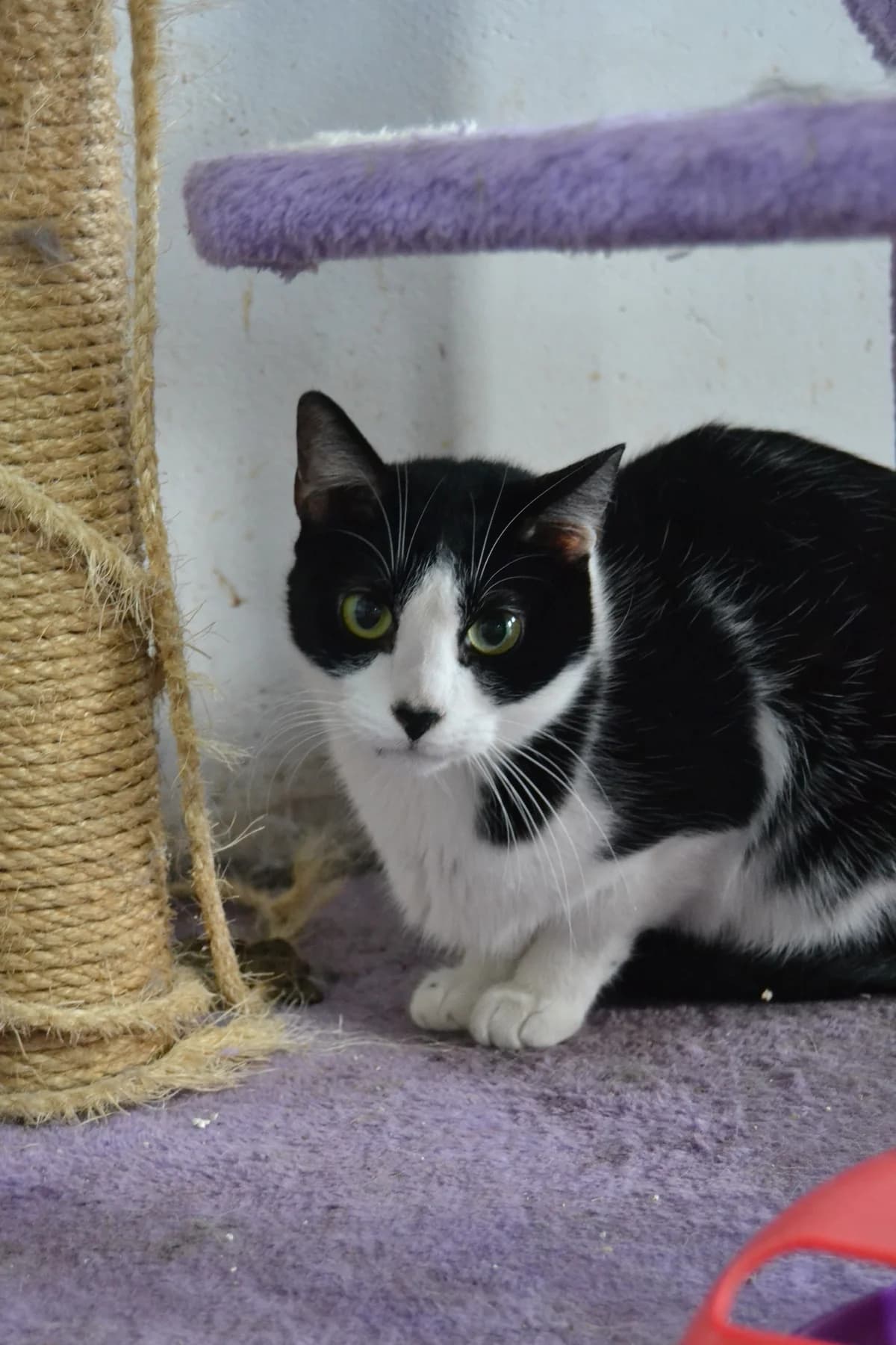 Gotti, male Mixed Breed for adoption at Proyecto Gato