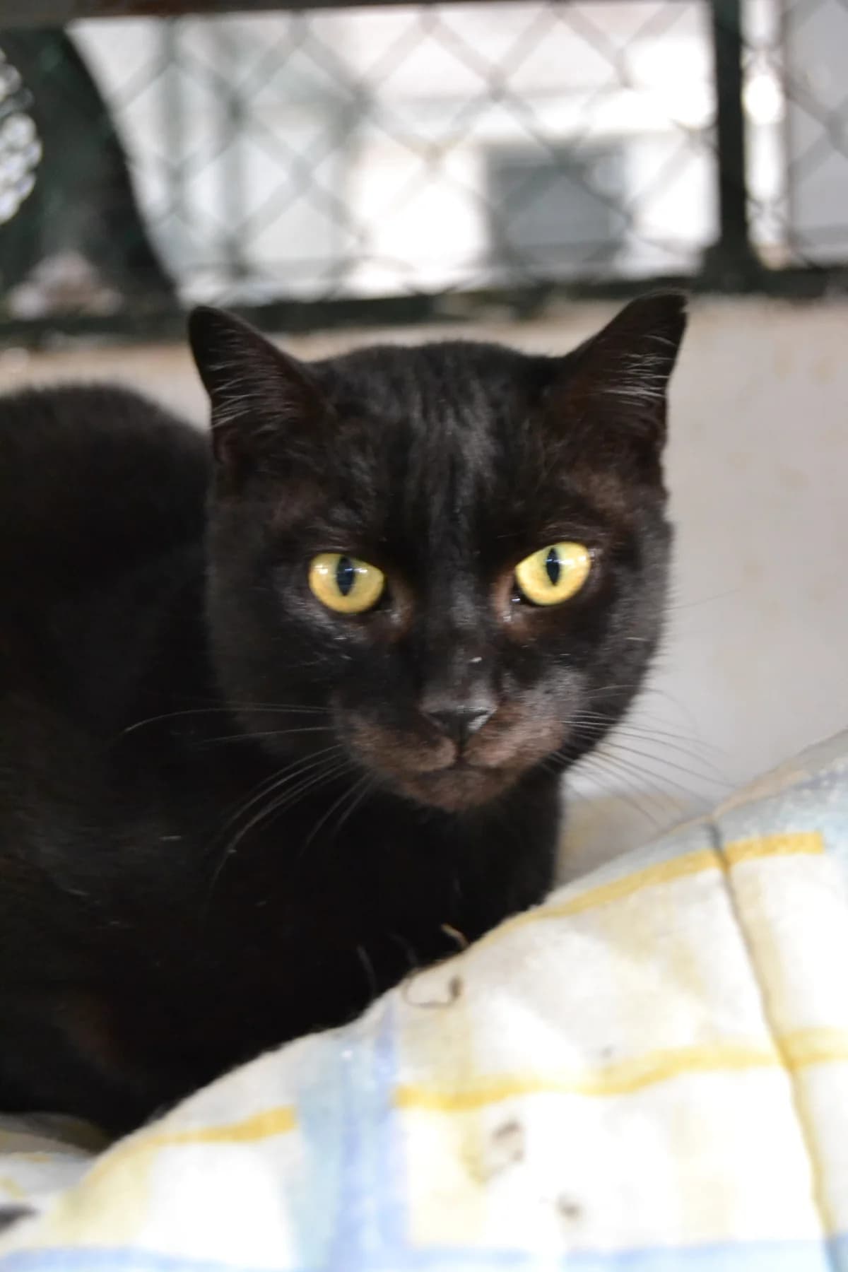 Miedosita, female Mixed Breed for adoption at Proyecto Gato