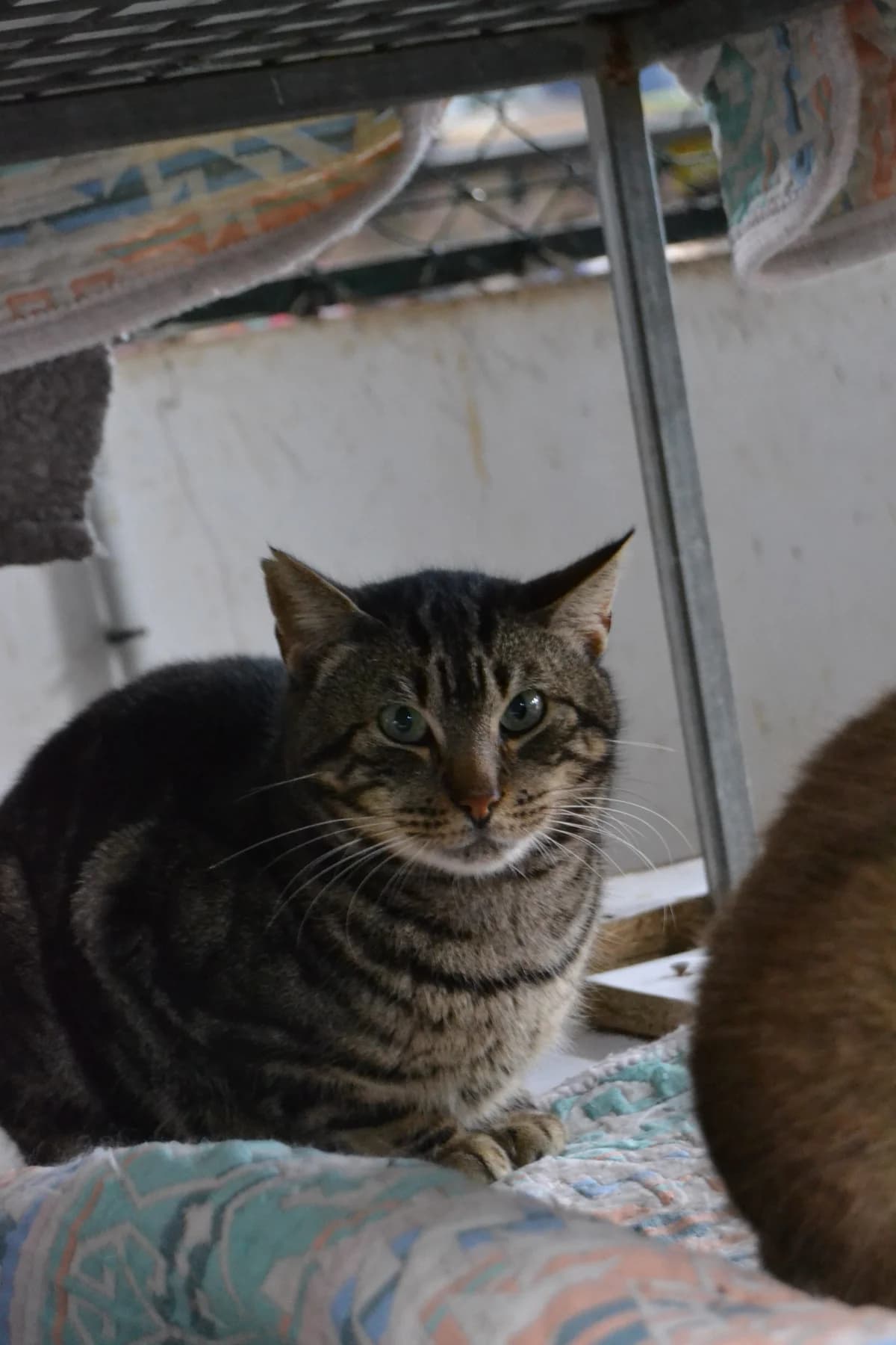 Memphis, male Mixed Breed for adoption at Proyecto Gato