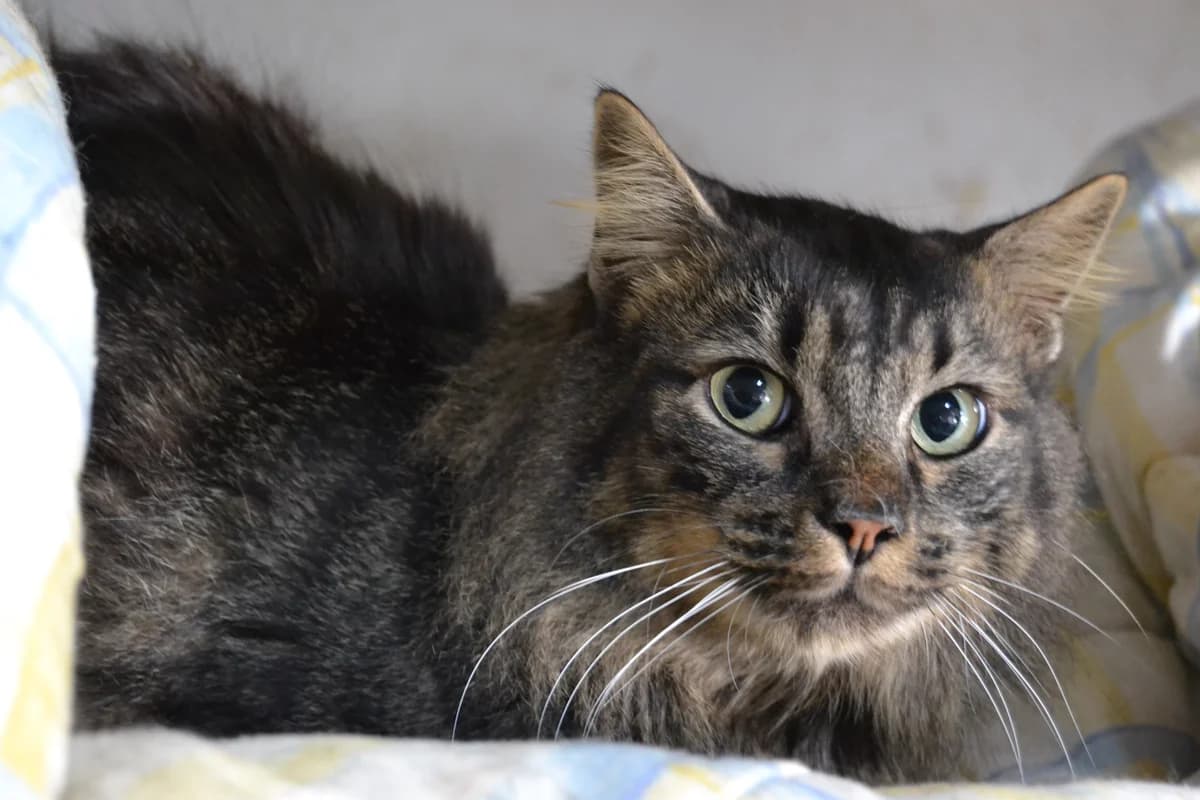 Morris, male Mixed Breed for adoption at Proyecto Gato