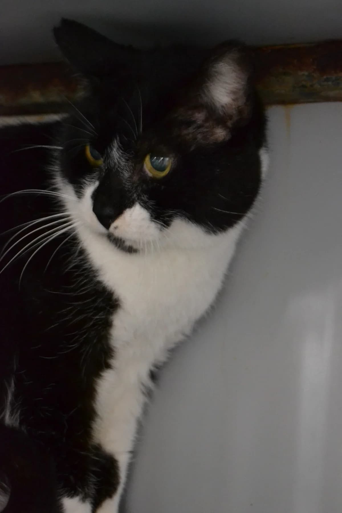 Batman, male Mixed Breed for adoption at Proyecto Gato
