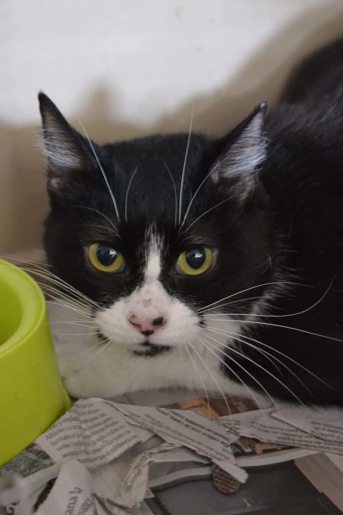Gilita, female Mixed Breed for adoption at Proyecto Gato