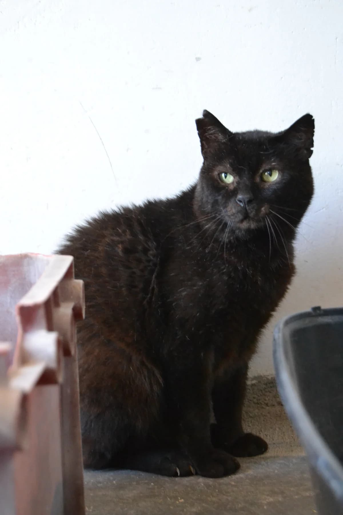 Moro, male Mixed Breed for adoption at Proyecto Gato