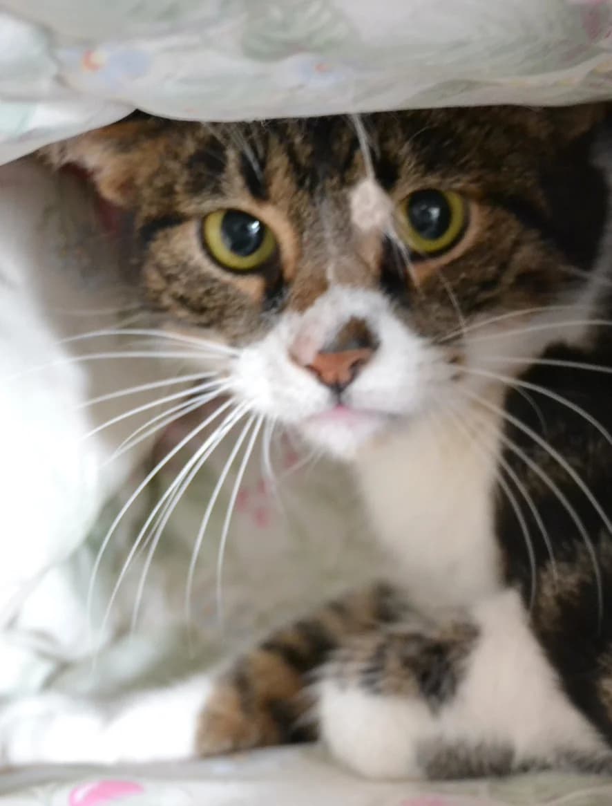 Tigre, male Mixed Breed for adoption at Proyecto Gato