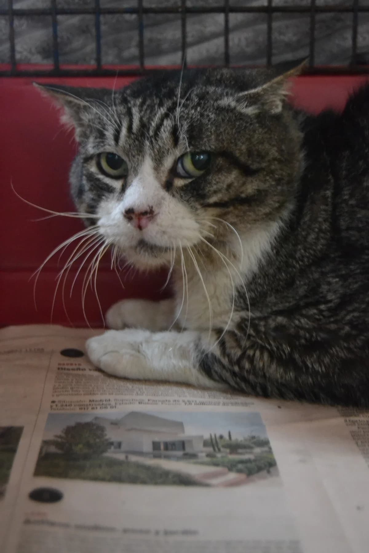 Turko, male Mixed Breed for adoption at Proyecto Gato