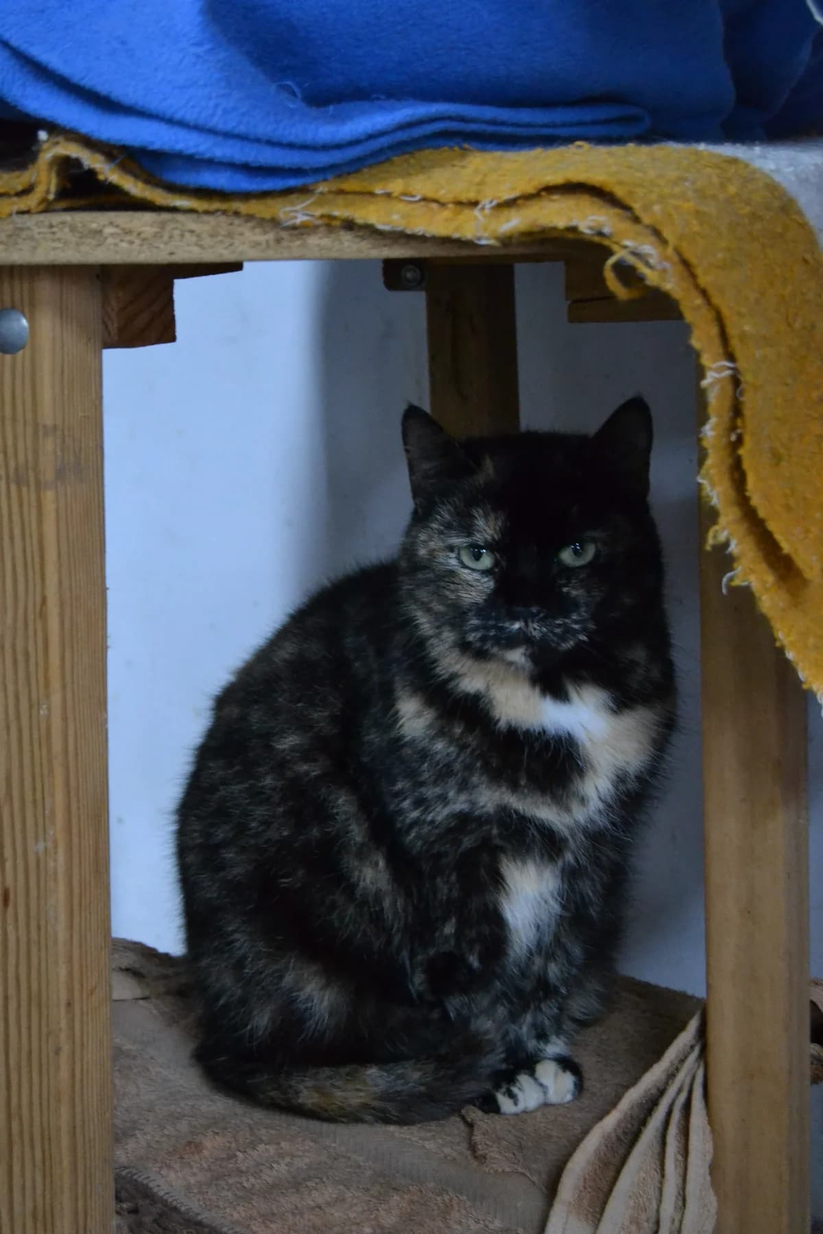 Bloody Mary, female Mixed Breed for adoption at Proyecto Gato