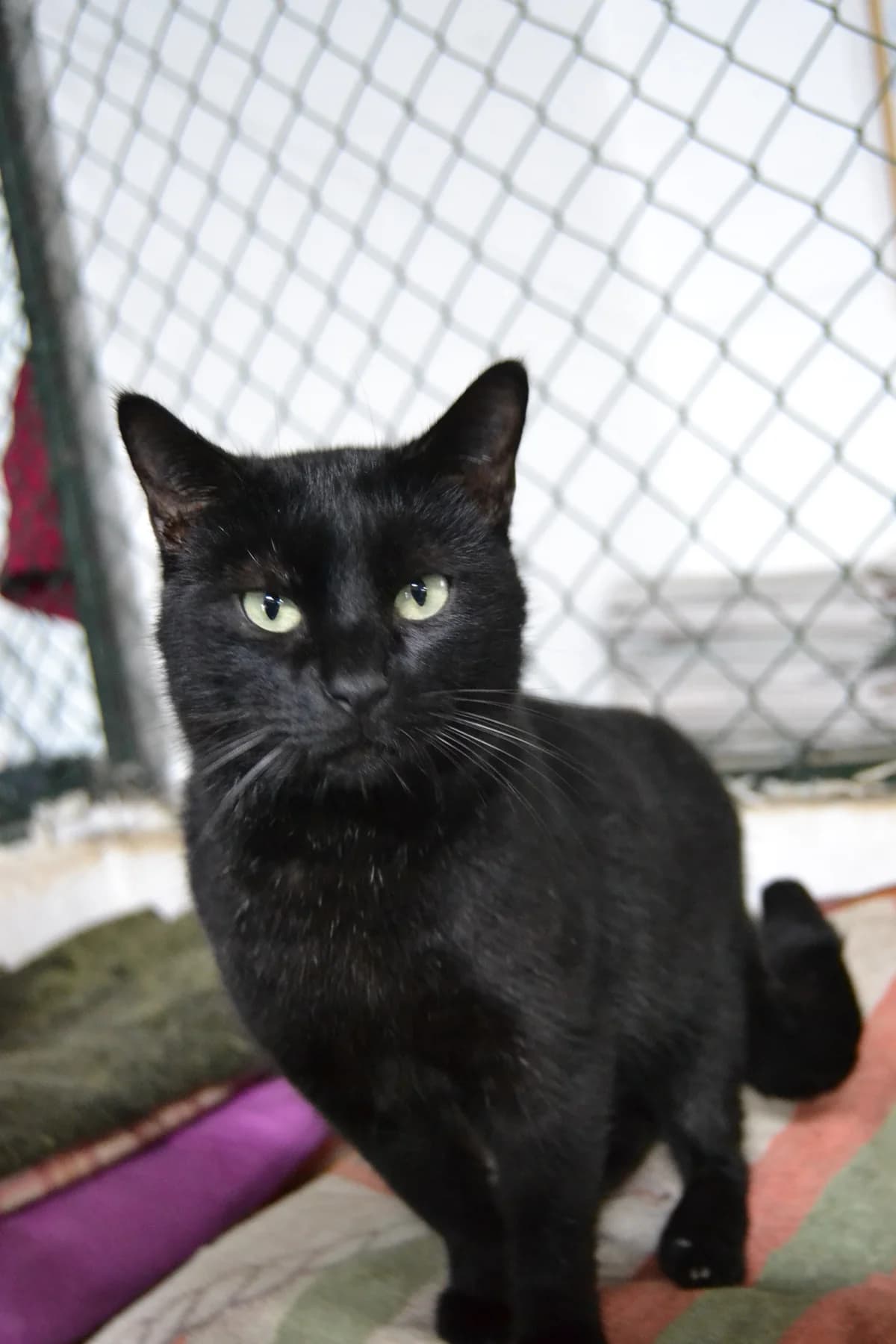 Baiña, male Mixed Breed for adoption at Proyecto Gato