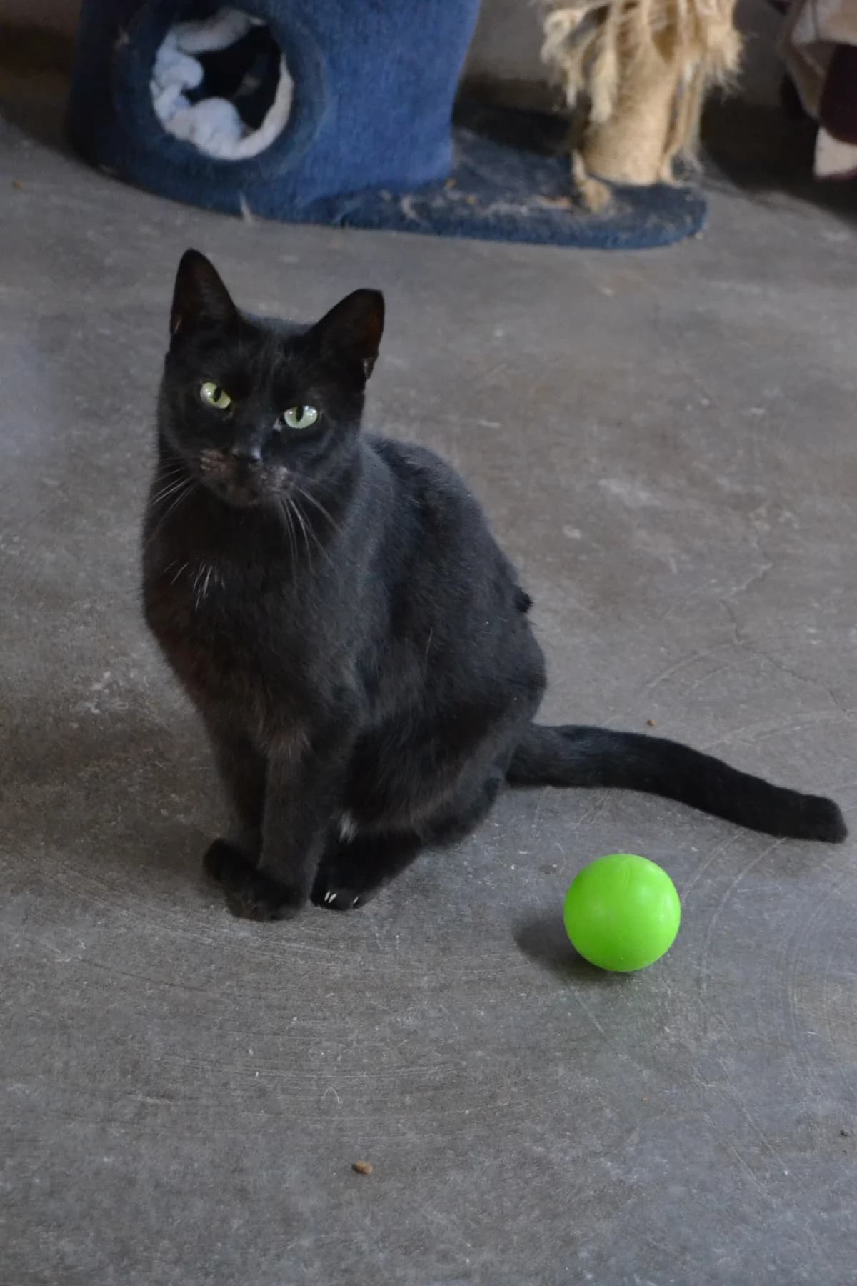 Gaspar, male Mixed Breed for adoption at Proyecto Gato