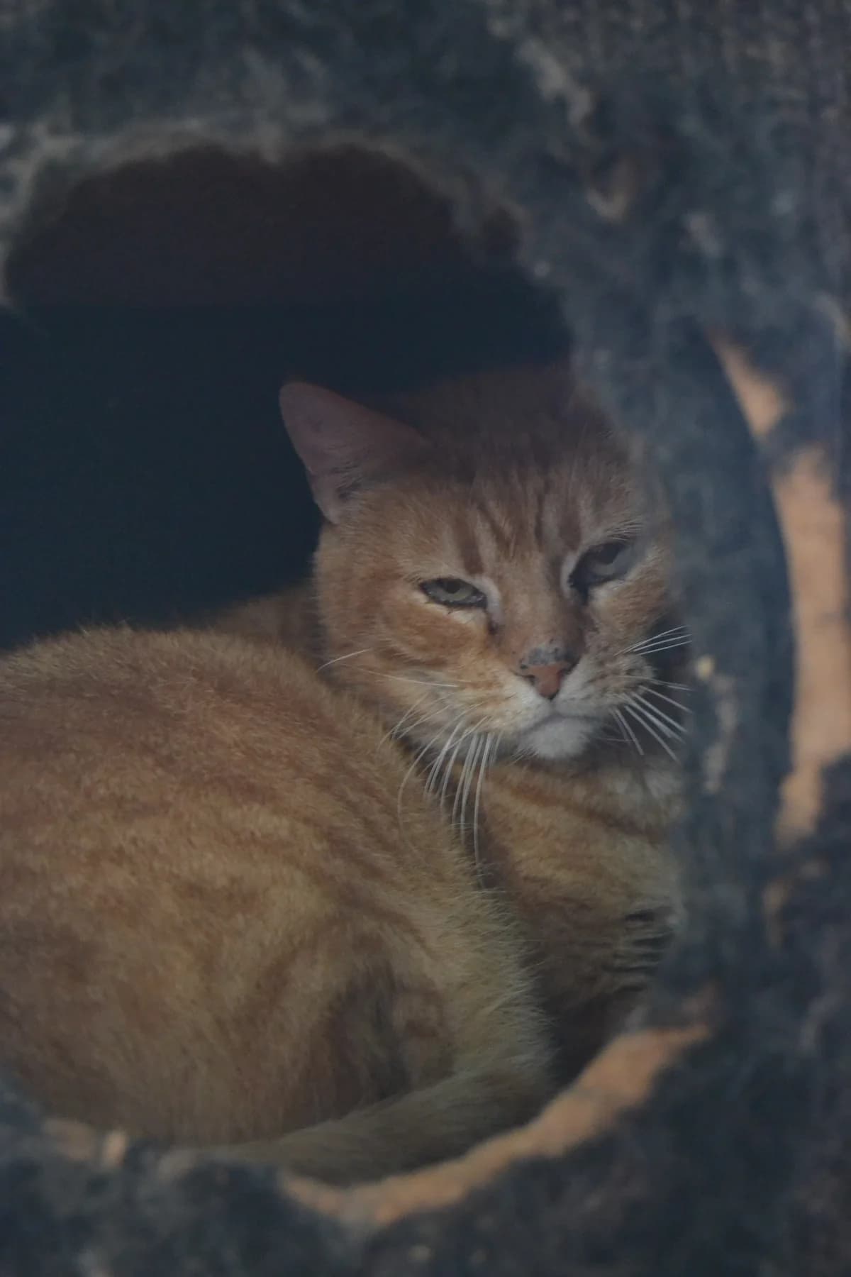 Golfo, male Mixed Breed for adoption at Proyecto Gato