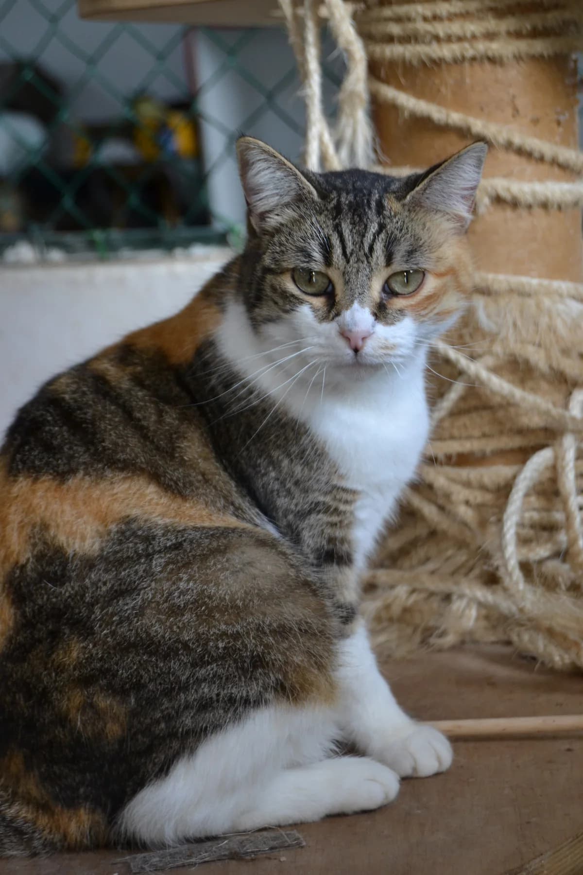 Prada, female Mixed Breed for adoption at Proyecto Gato