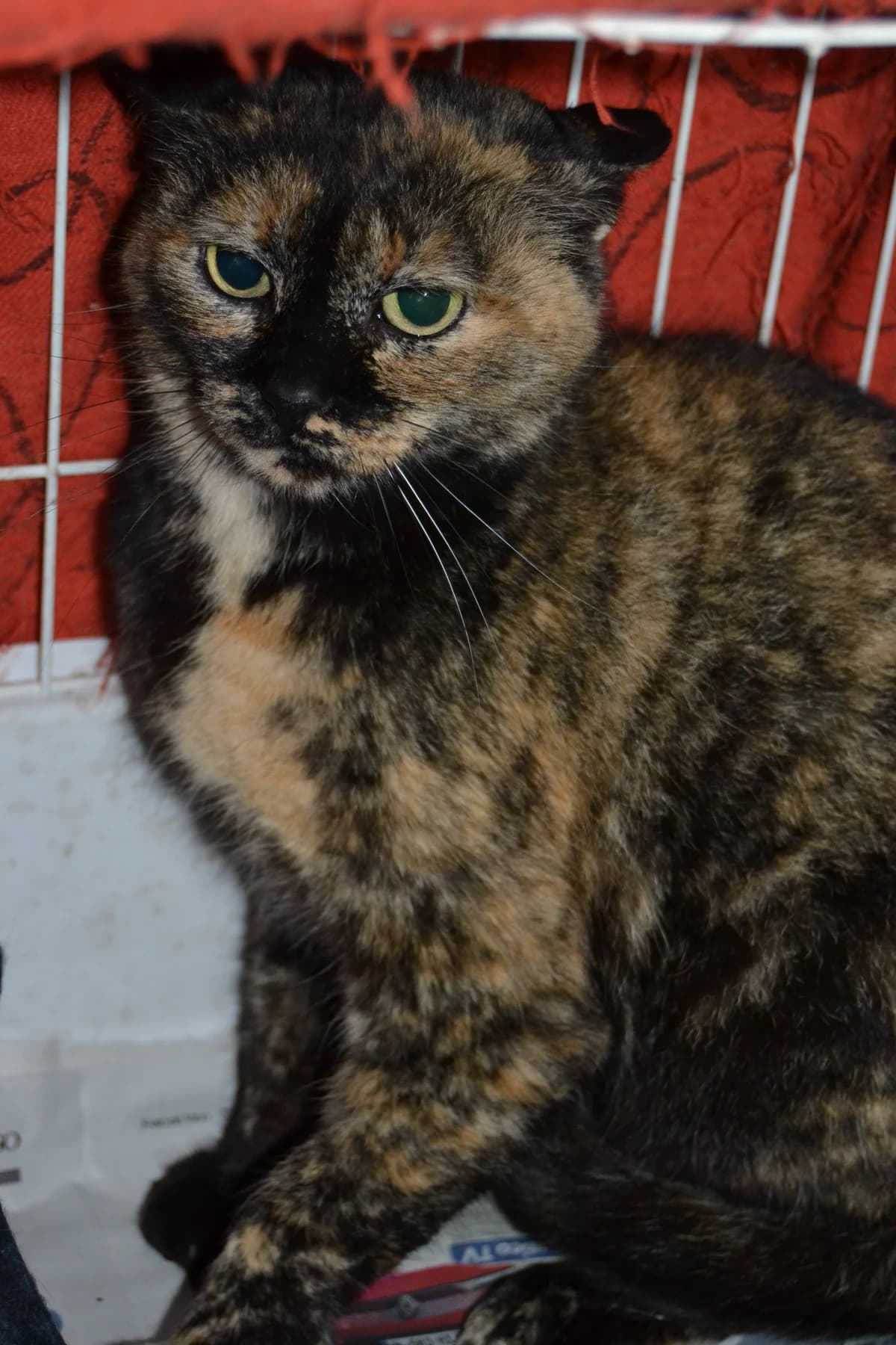 Jojo, female Mixed Breed for adoption at Proyecto Gato