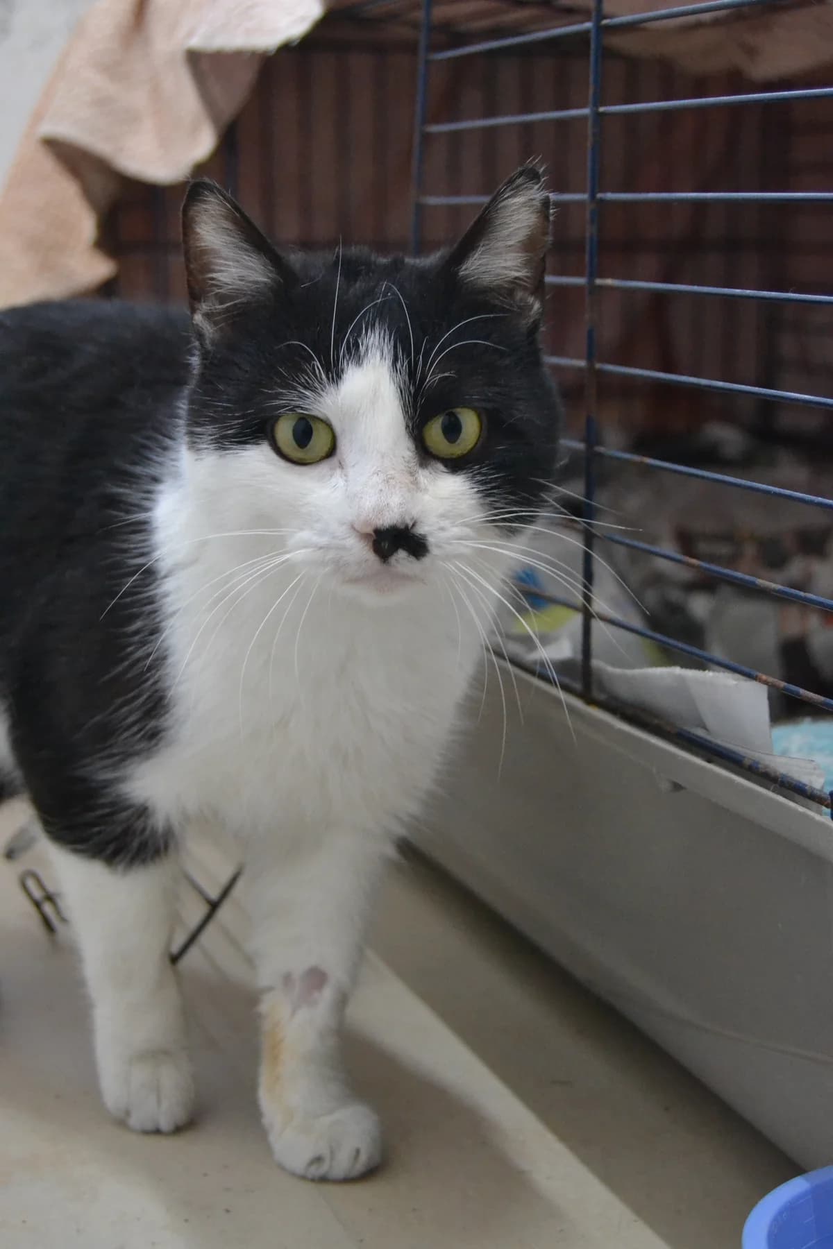 Schuman, male Mixed Breed for adoption at Proyecto Gato