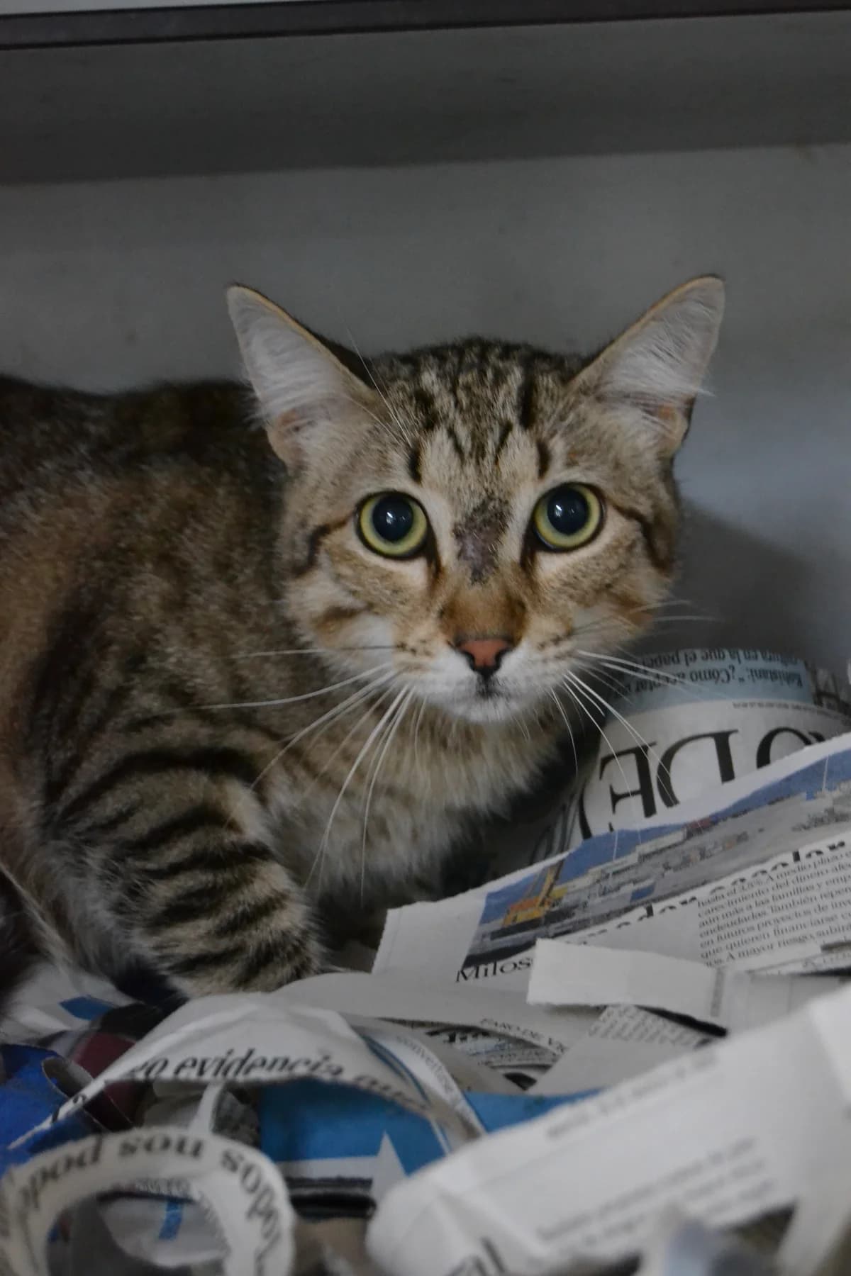 Rodri, male Mixed Breed for adoption at Proyecto Gato