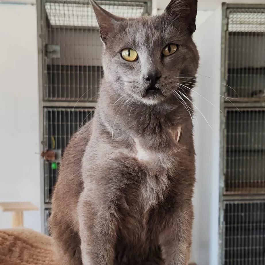 Antón, male Mixed Breed for adoption at Proyecto Gato