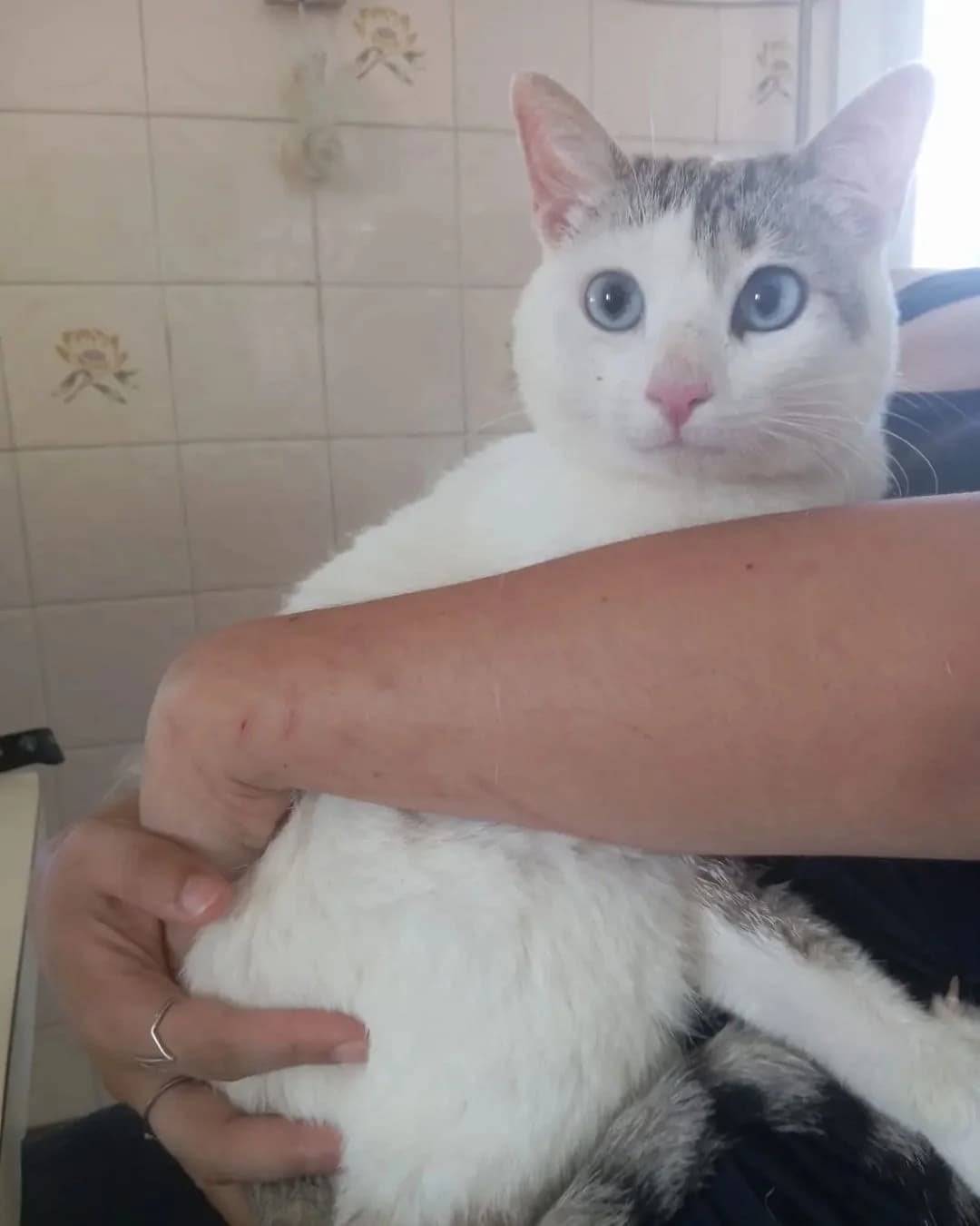 Wally, male Mixed Breed for adoption at Proyecto Gato
