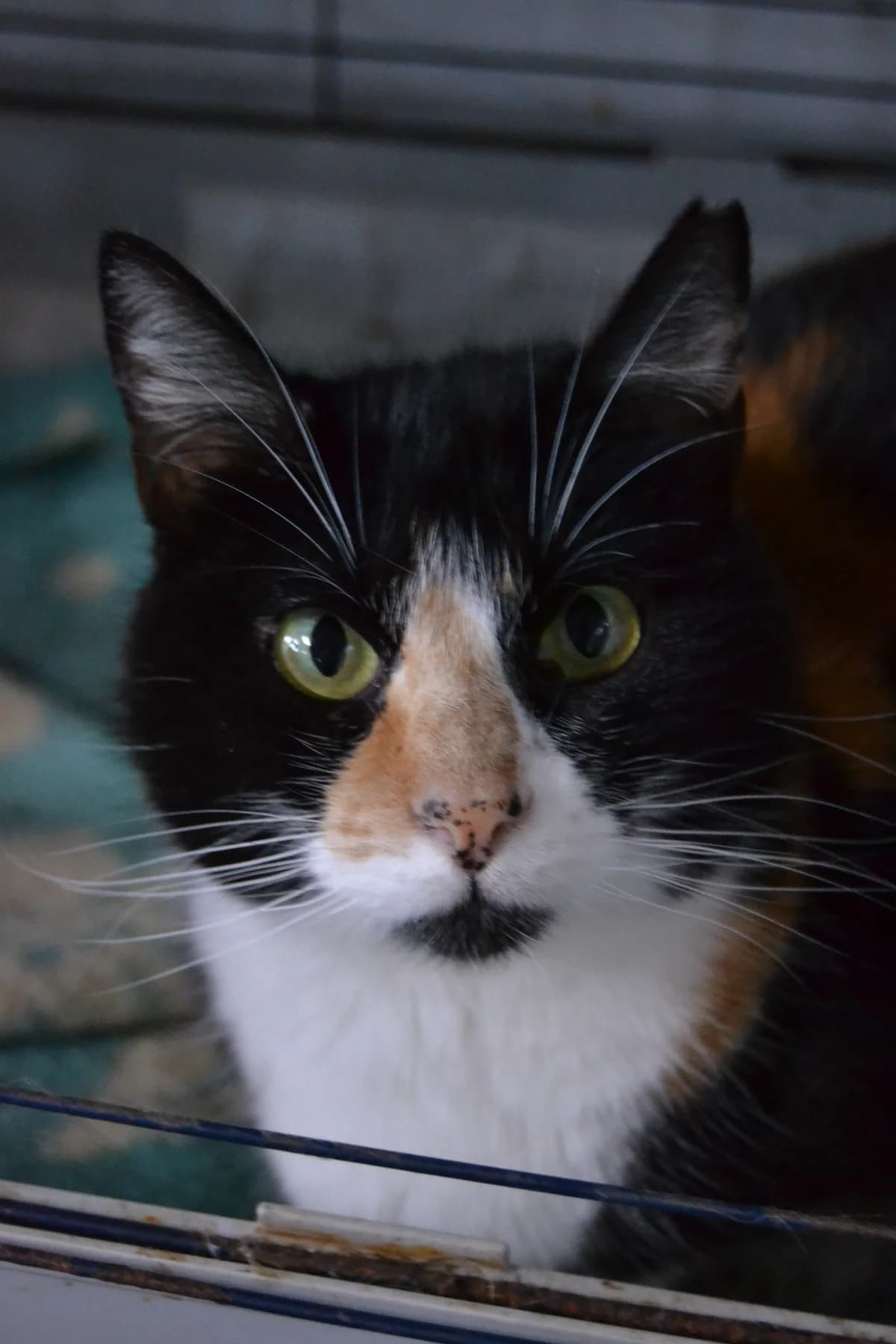 Melita, female Mixed Breed for adoption at Proyecto Gato