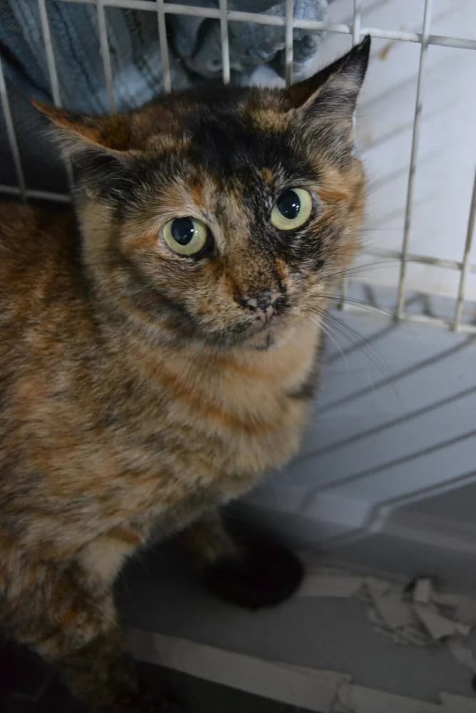Cani, female Mixed Breed for adoption at Proyecto Gato