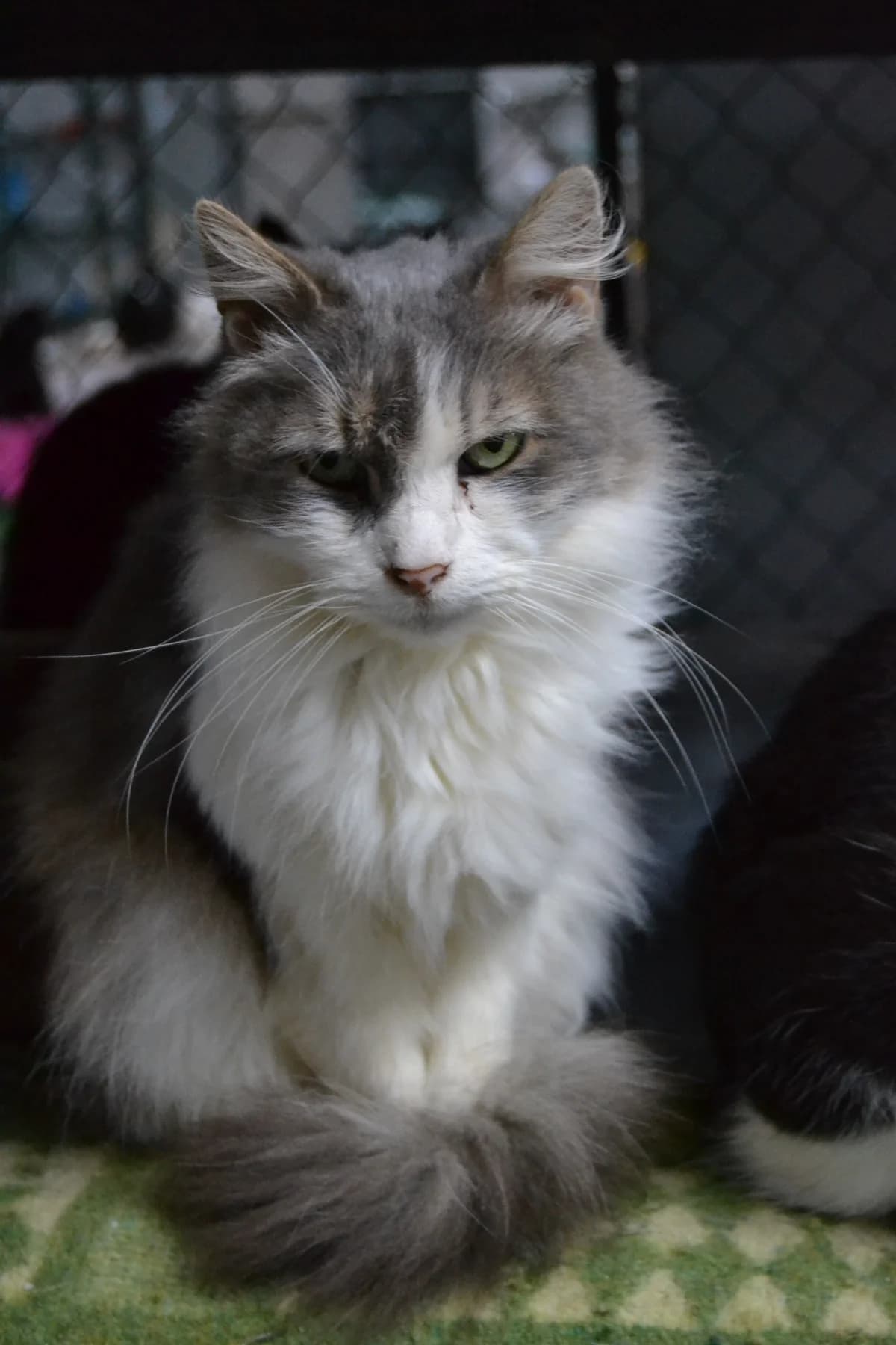Furón, male Mixed Breed for adoption at Proyecto Gato