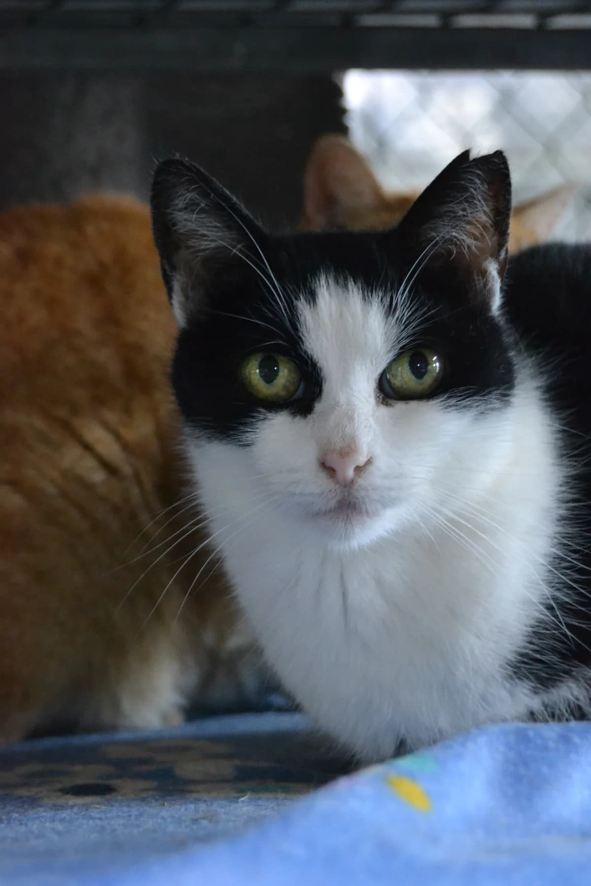 Loki, female Mixed Breed for adoption at Proyecto Gato