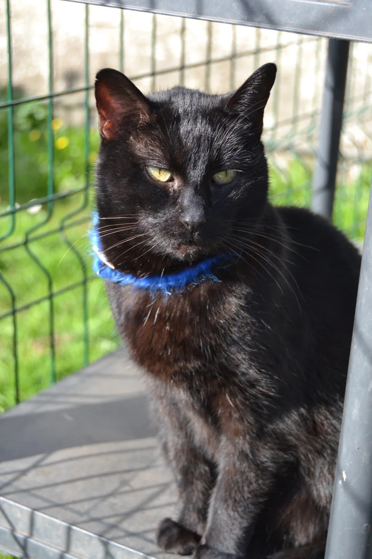 Xanti, female Mixed Breed for adoption at Proyecto Gato