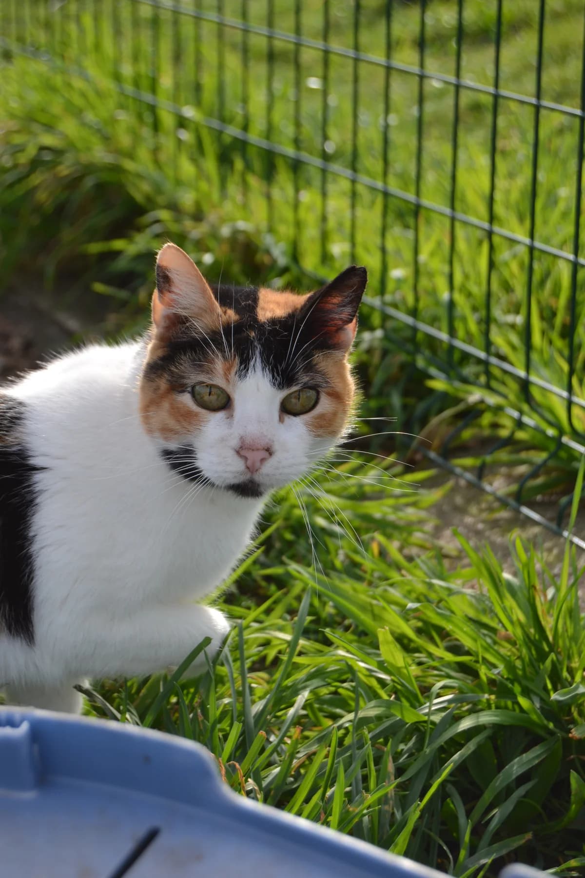 Leonor, female Mixed Breed for adoption at Proyecto Gato