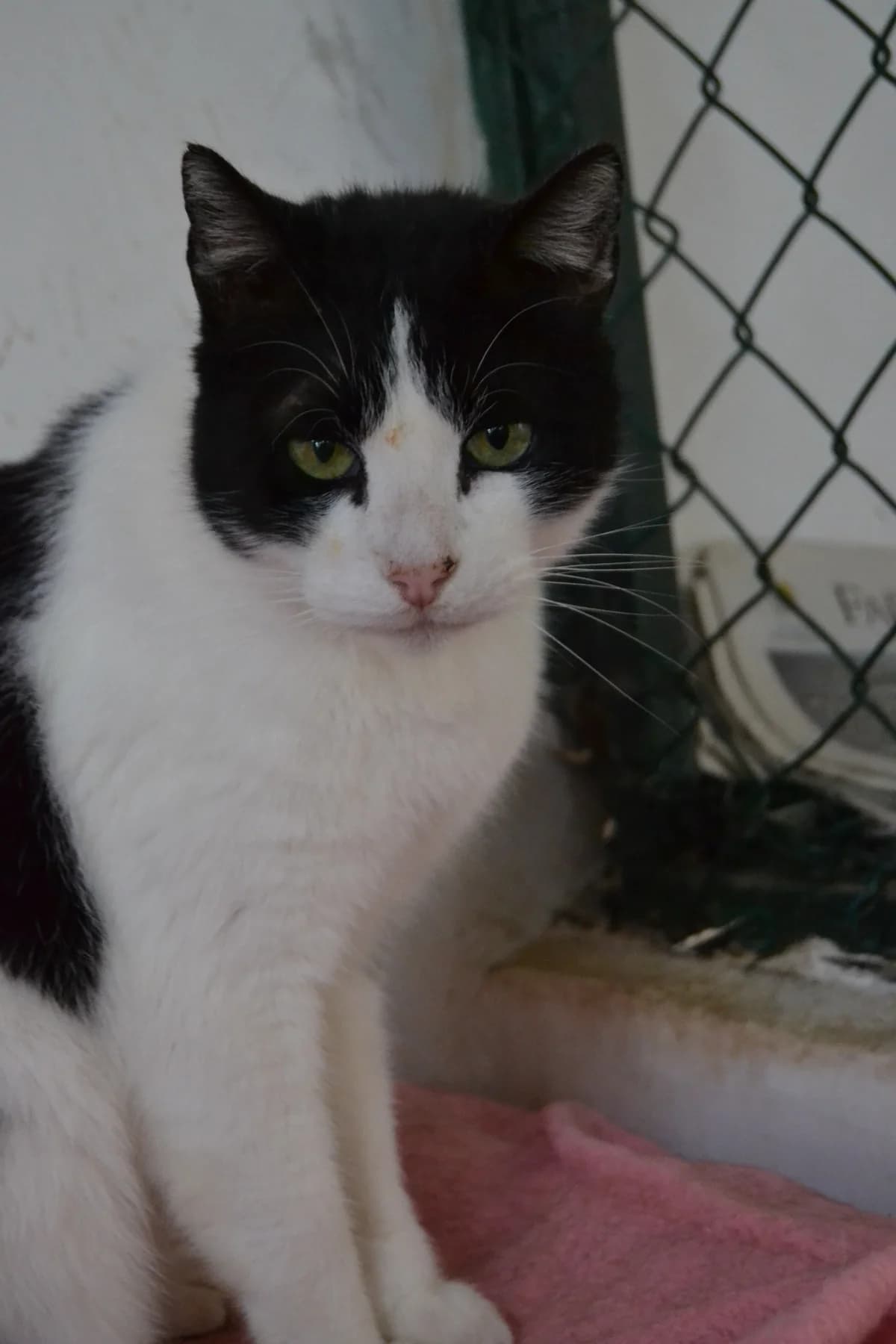Dingo, male Mixed Breed for adoption at Proyecto Gato