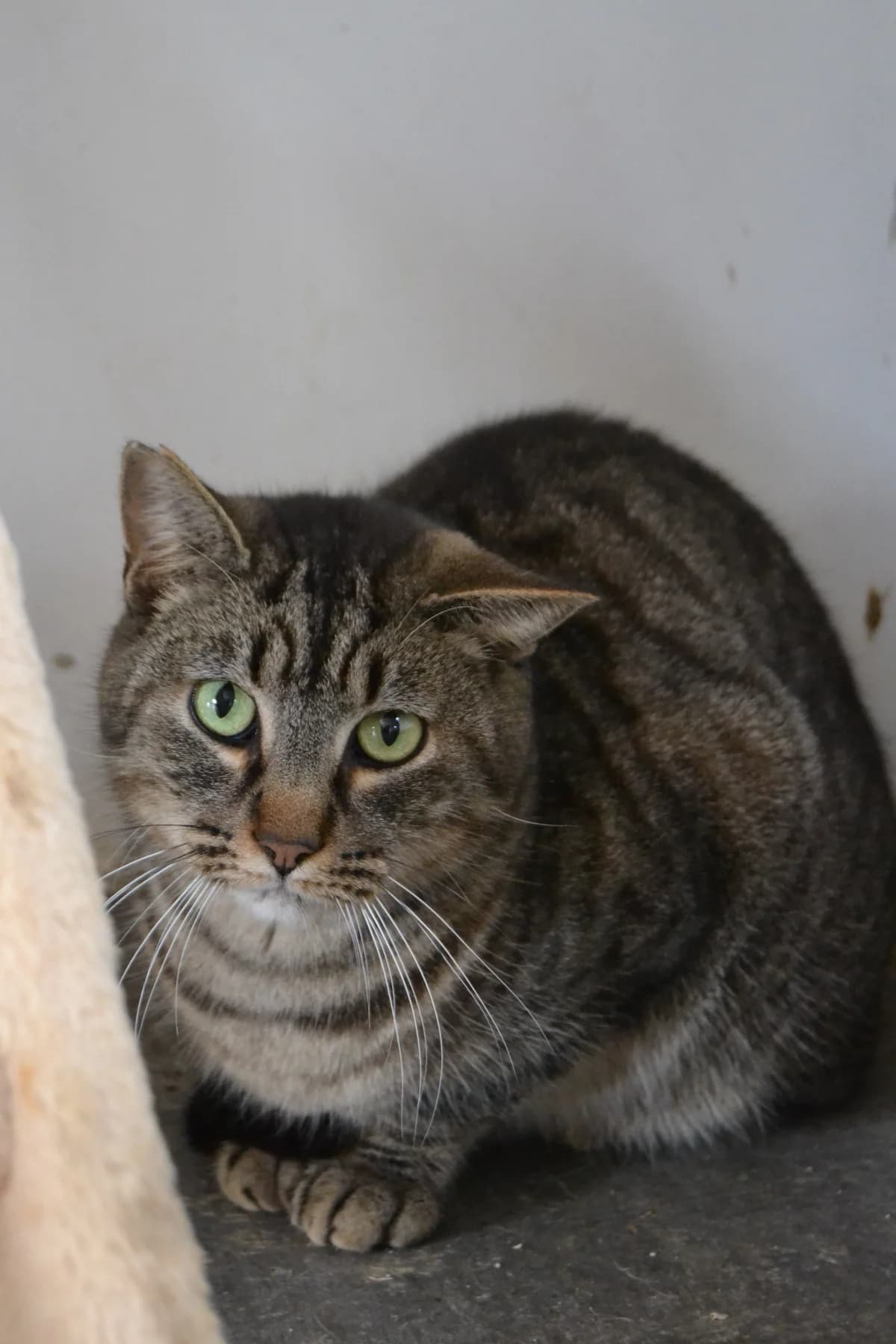 Josete, male Mixed Breed for adoption at Proyecto Gato