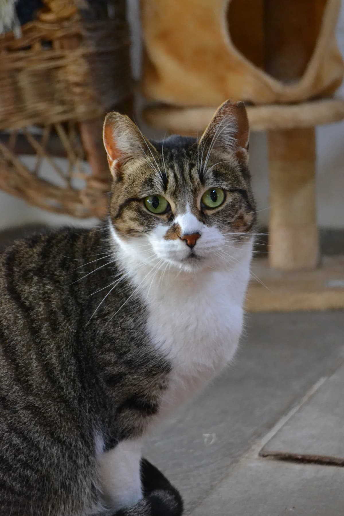 Churry, female Mixed Breed for adoption at Proyecto Gato