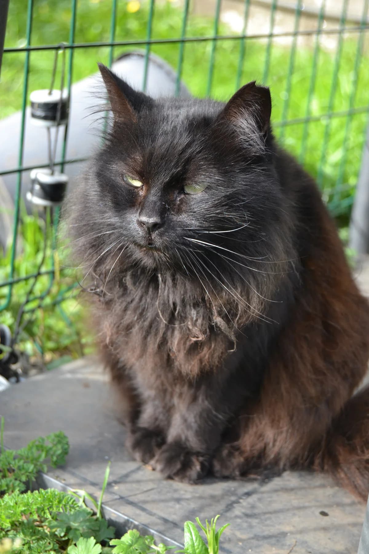 Fresa, female Mixed Breed for adoption at Proyecto Gato