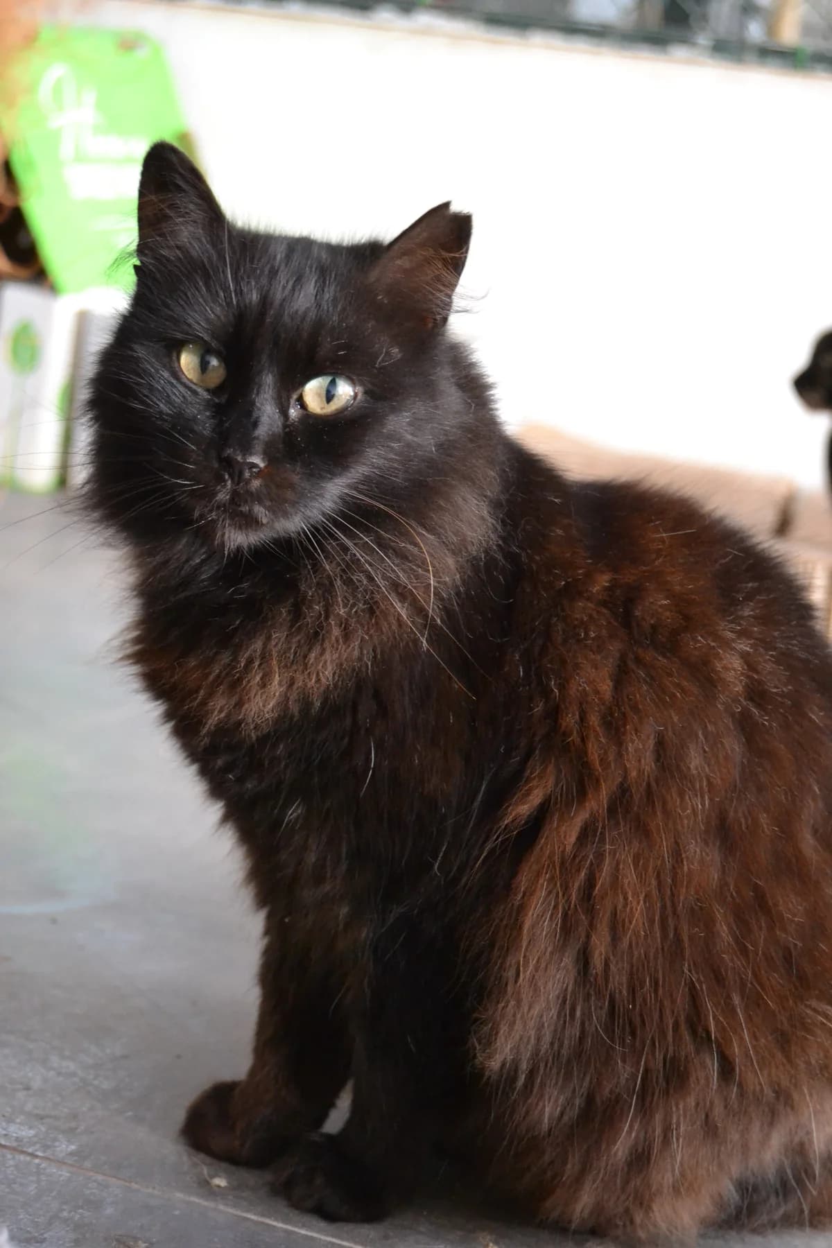Nata, female Mixed Breed for adoption at Proyecto Gato