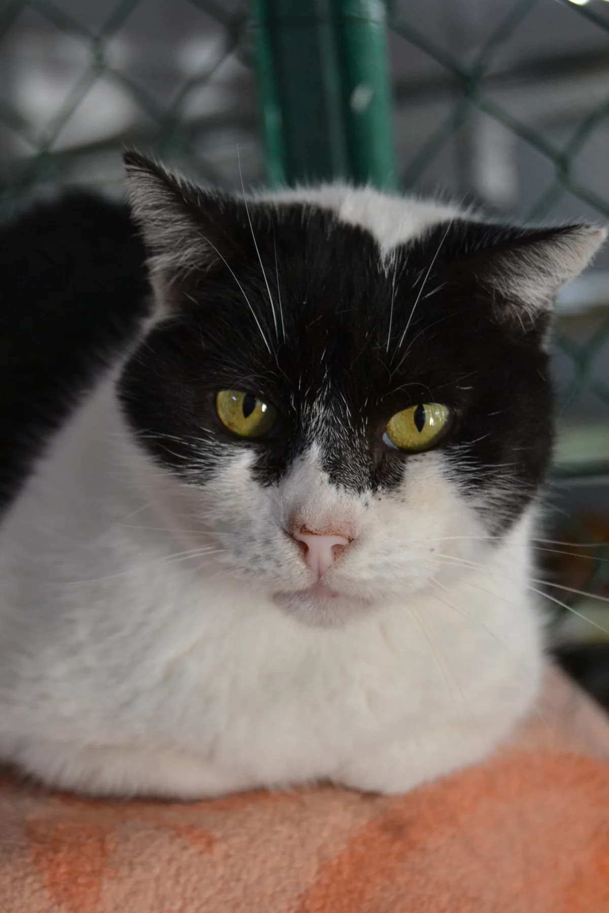 Petra, female Mixed Breed for adoption at Proyecto Gato