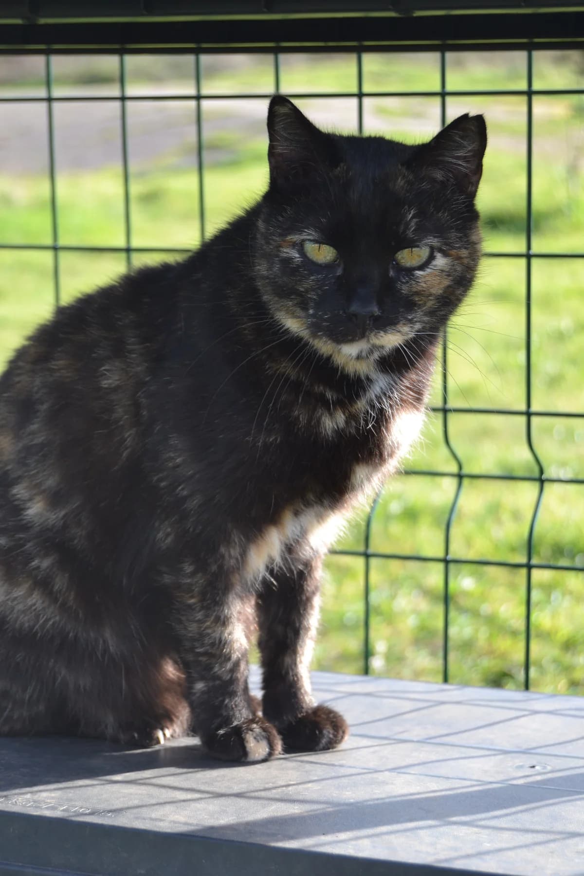 Choco, female Mixed Breed for adoption at Proyecto Gato