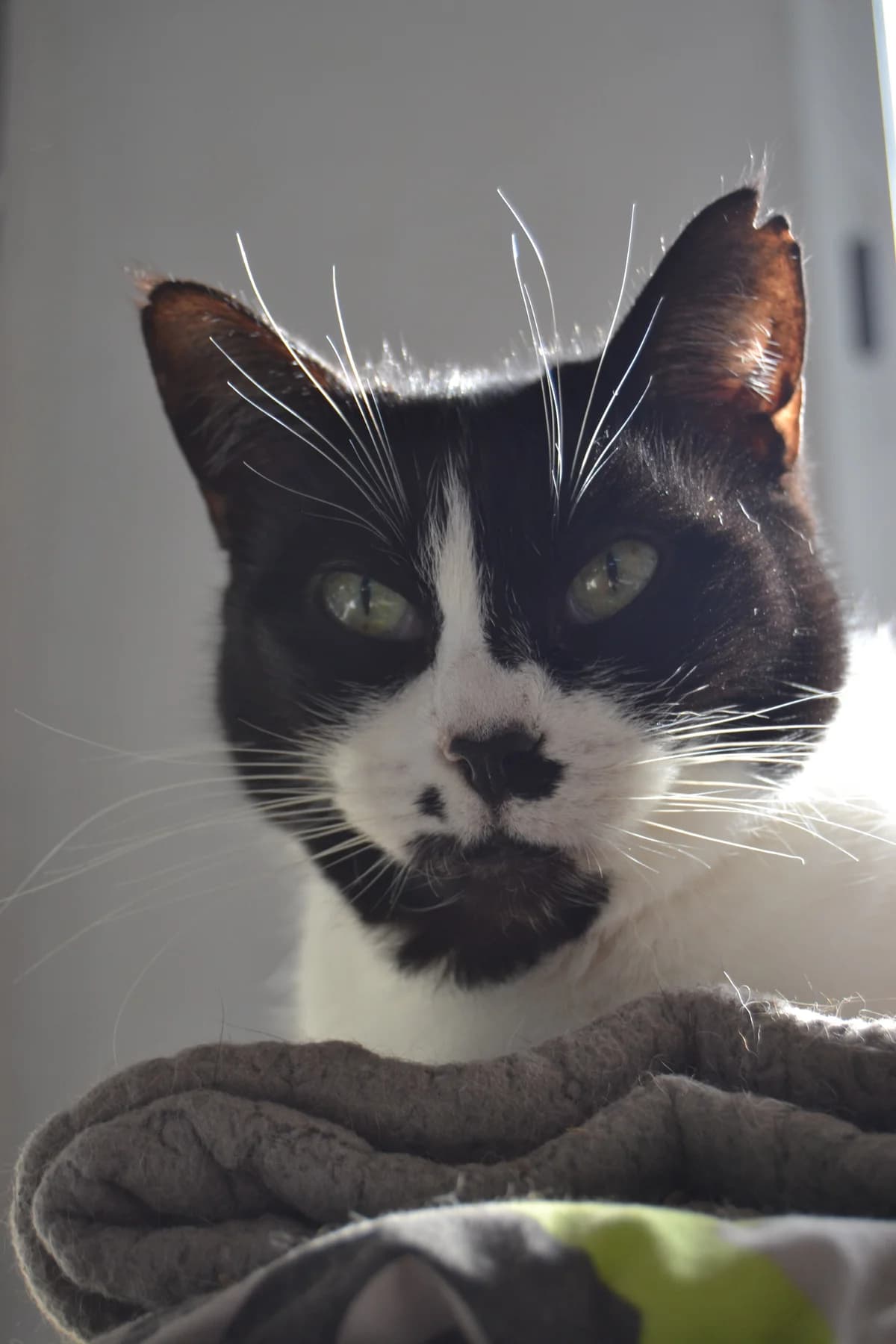 Matilda, female Mixed Breed for adoption at Proyecto Gato