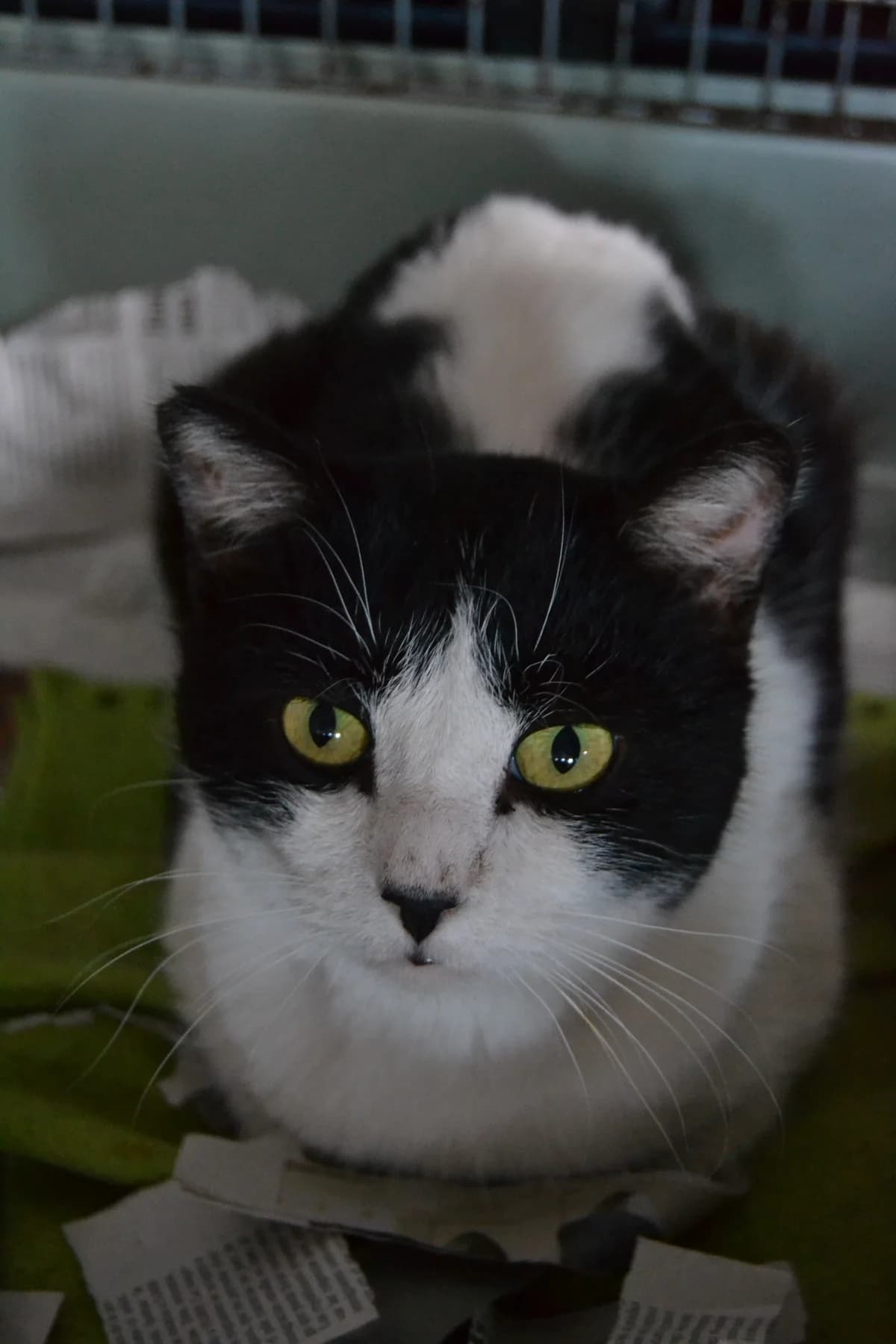 Chulito, male Mixed Breed for adoption at Proyecto Gato