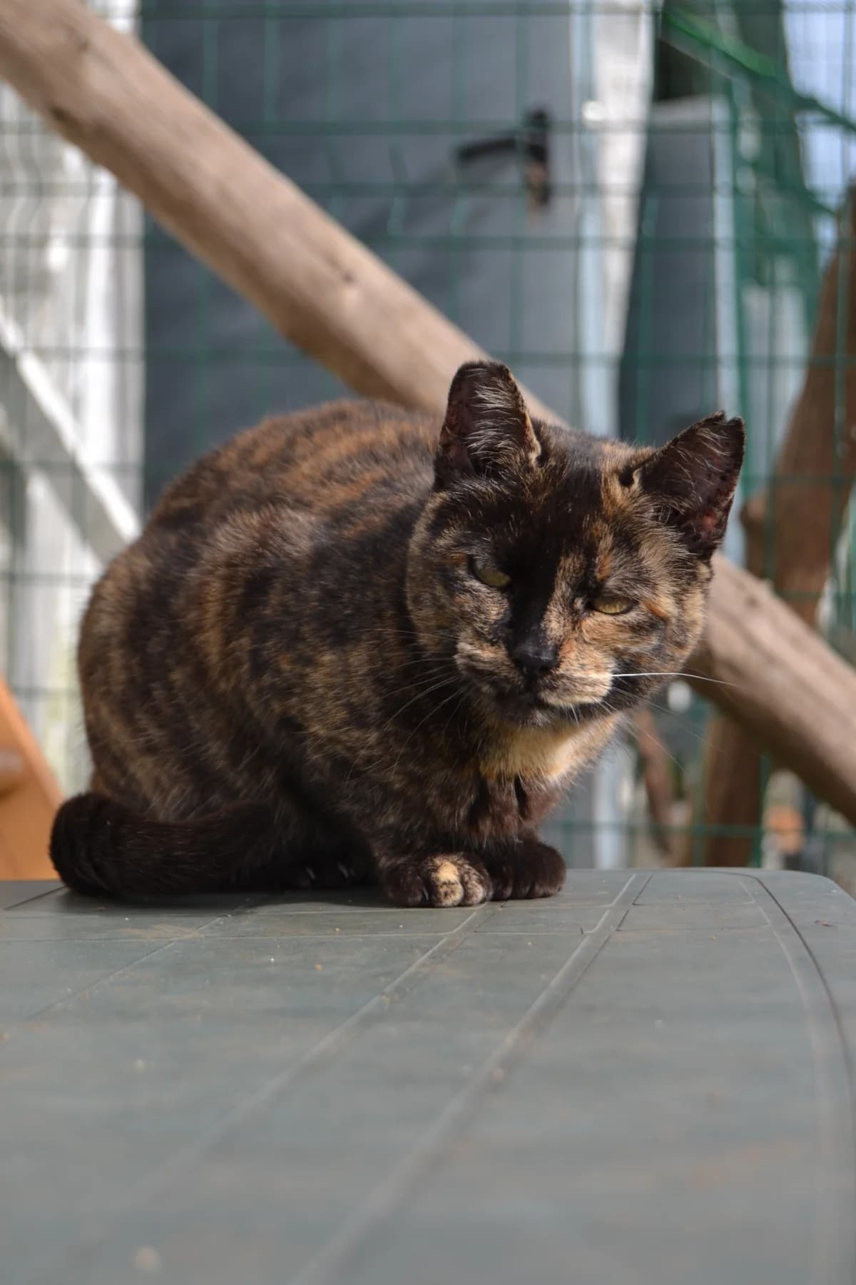 Ágata, female Mixed Breed for adoption at Proyecto Gato