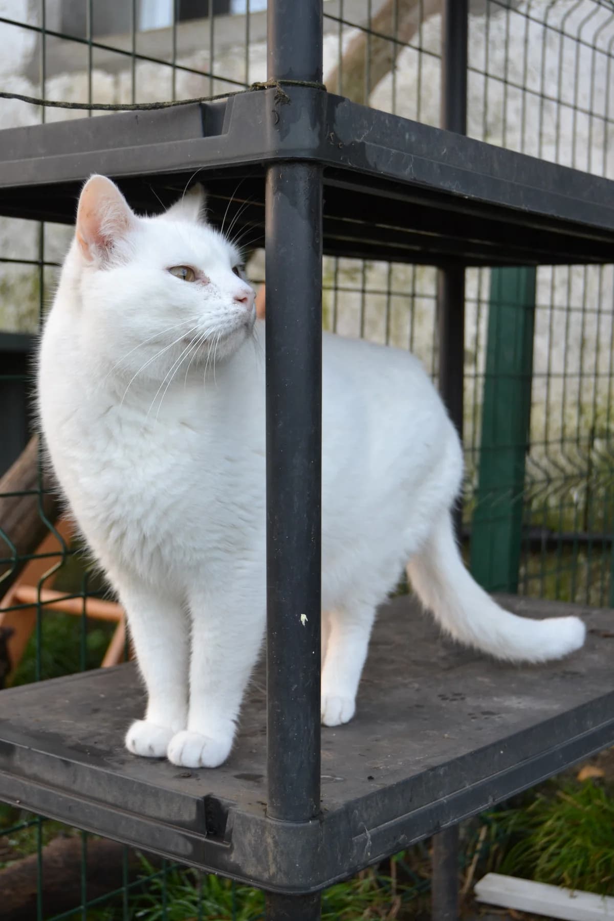 Polar, male Mixed Breed for adoption at Proyecto Gato